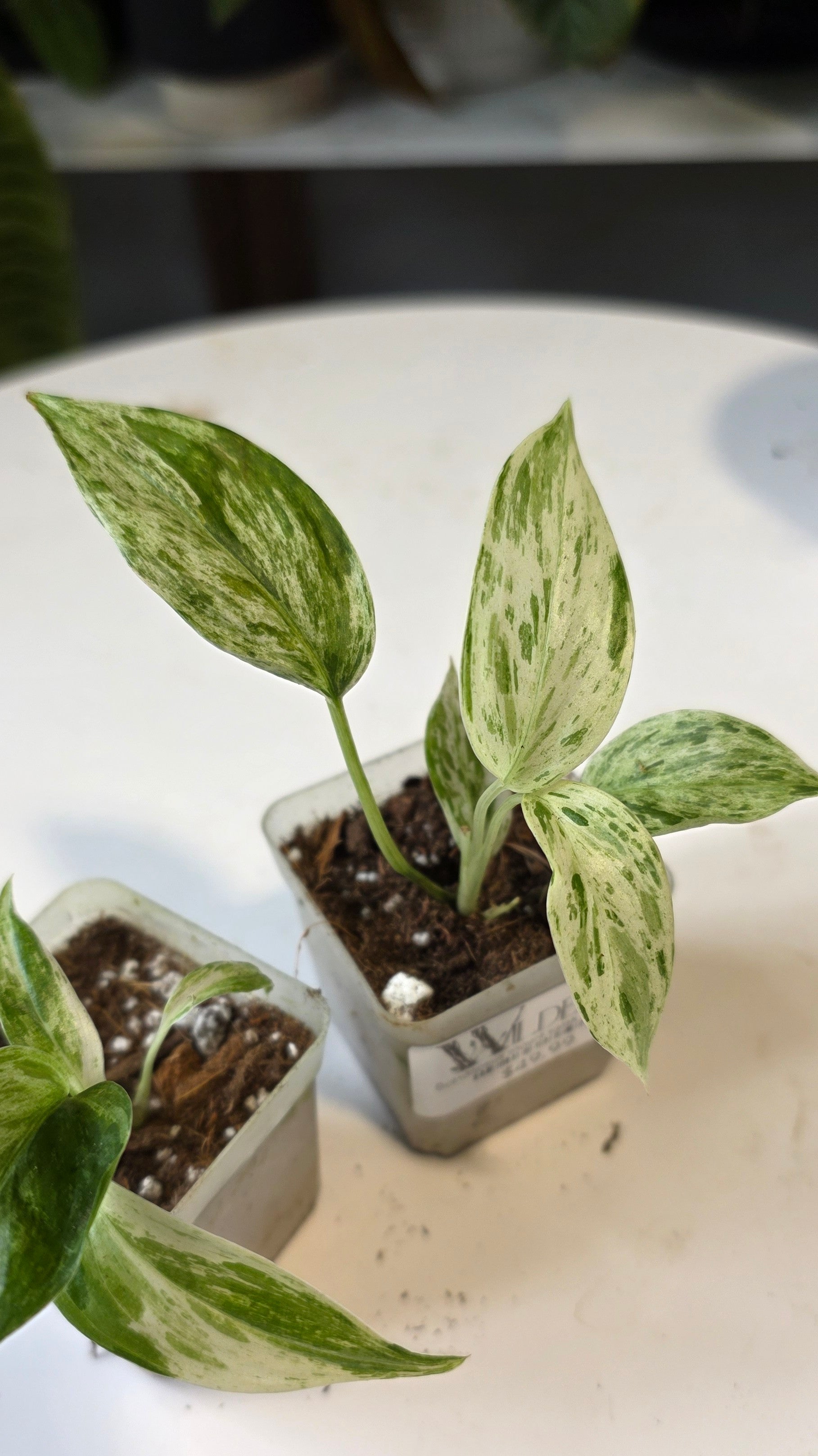 Scindapsus mount salak variegated