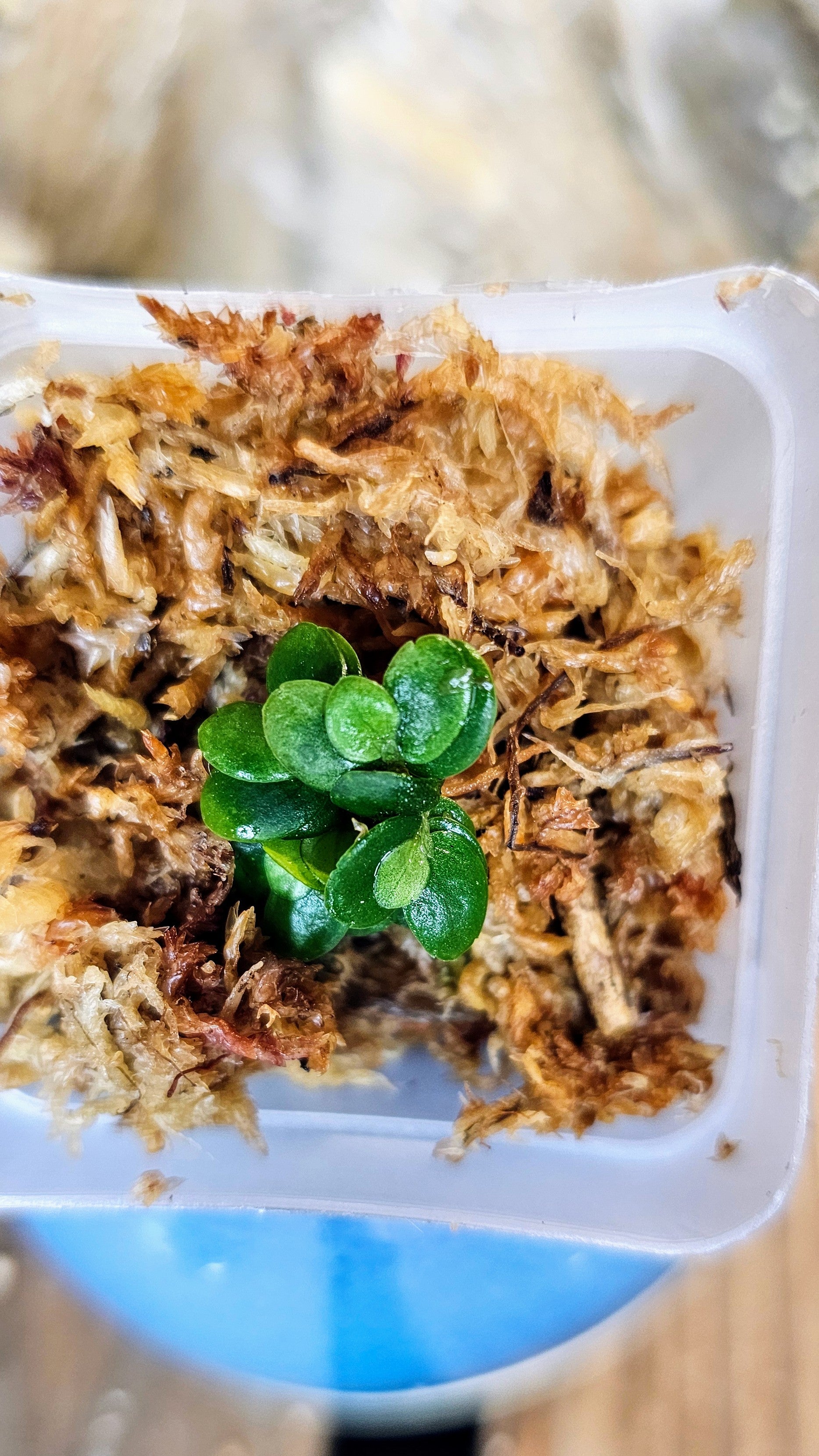 Elatostema salvinioides