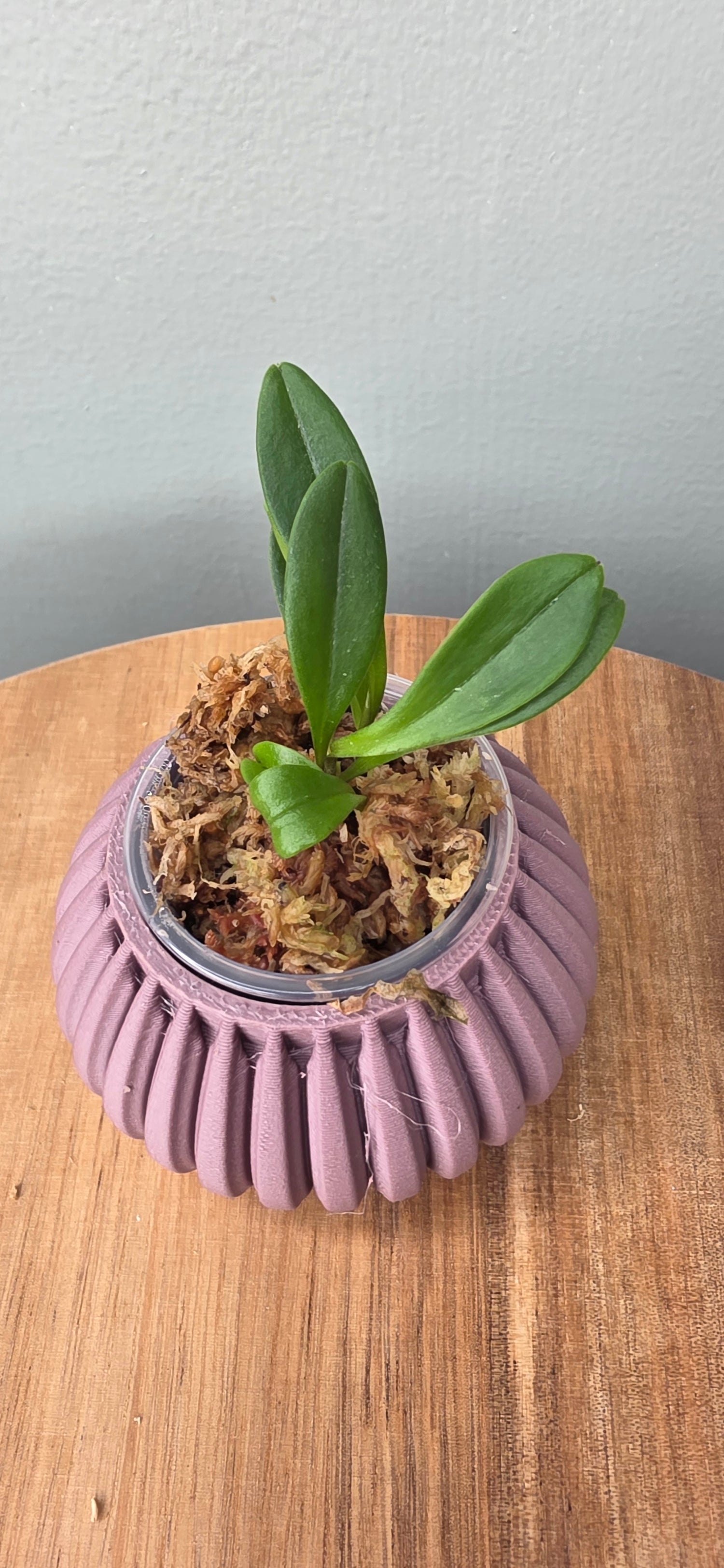 Masdevallia patriciana