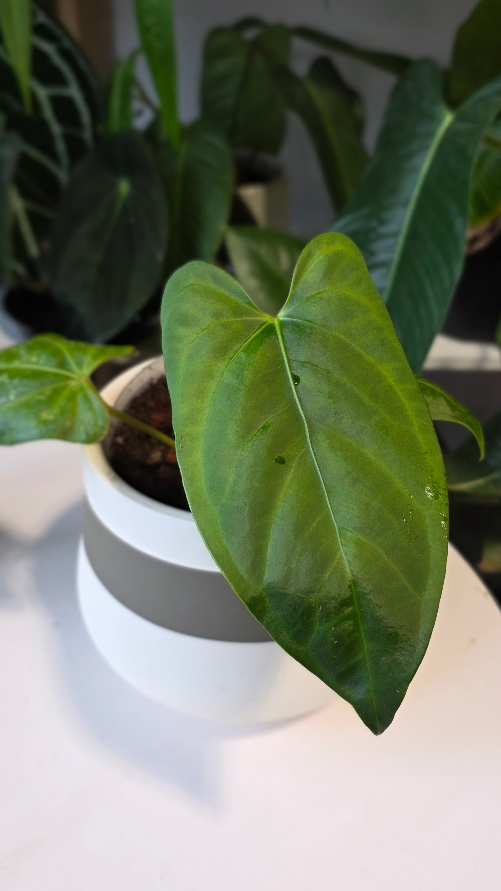Anthurium Regale x sp. Napo (B)