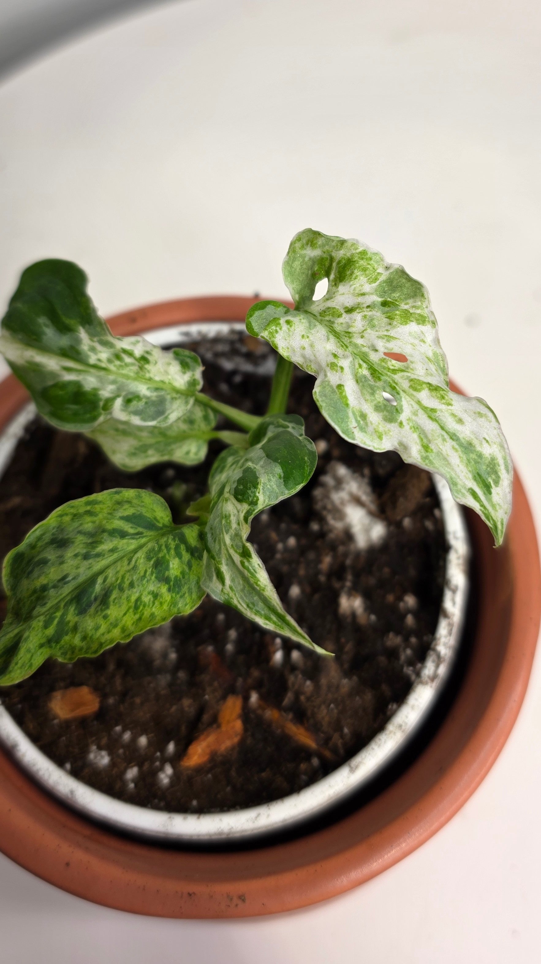 Monstera Adansonii Frozen Freckles A