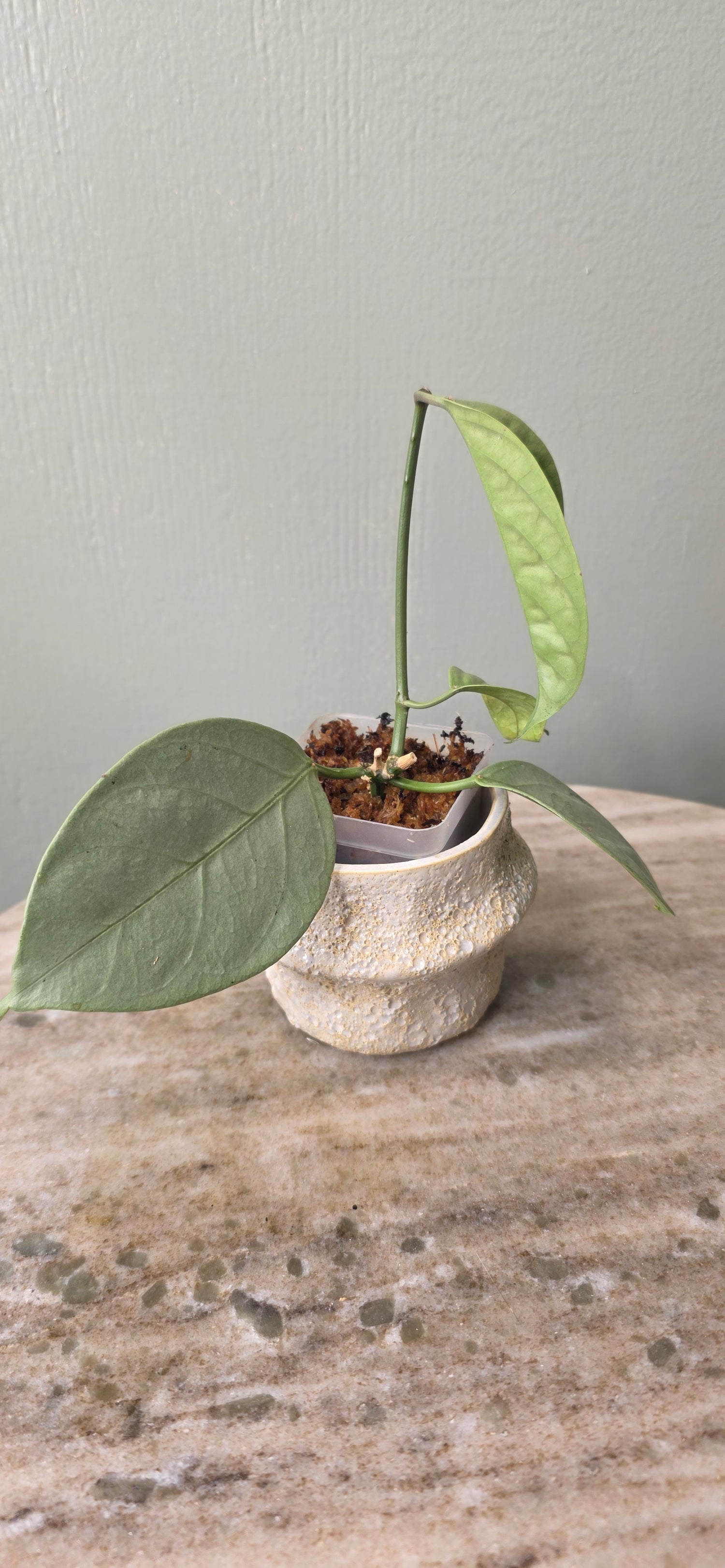 Hoya coriacea silver A