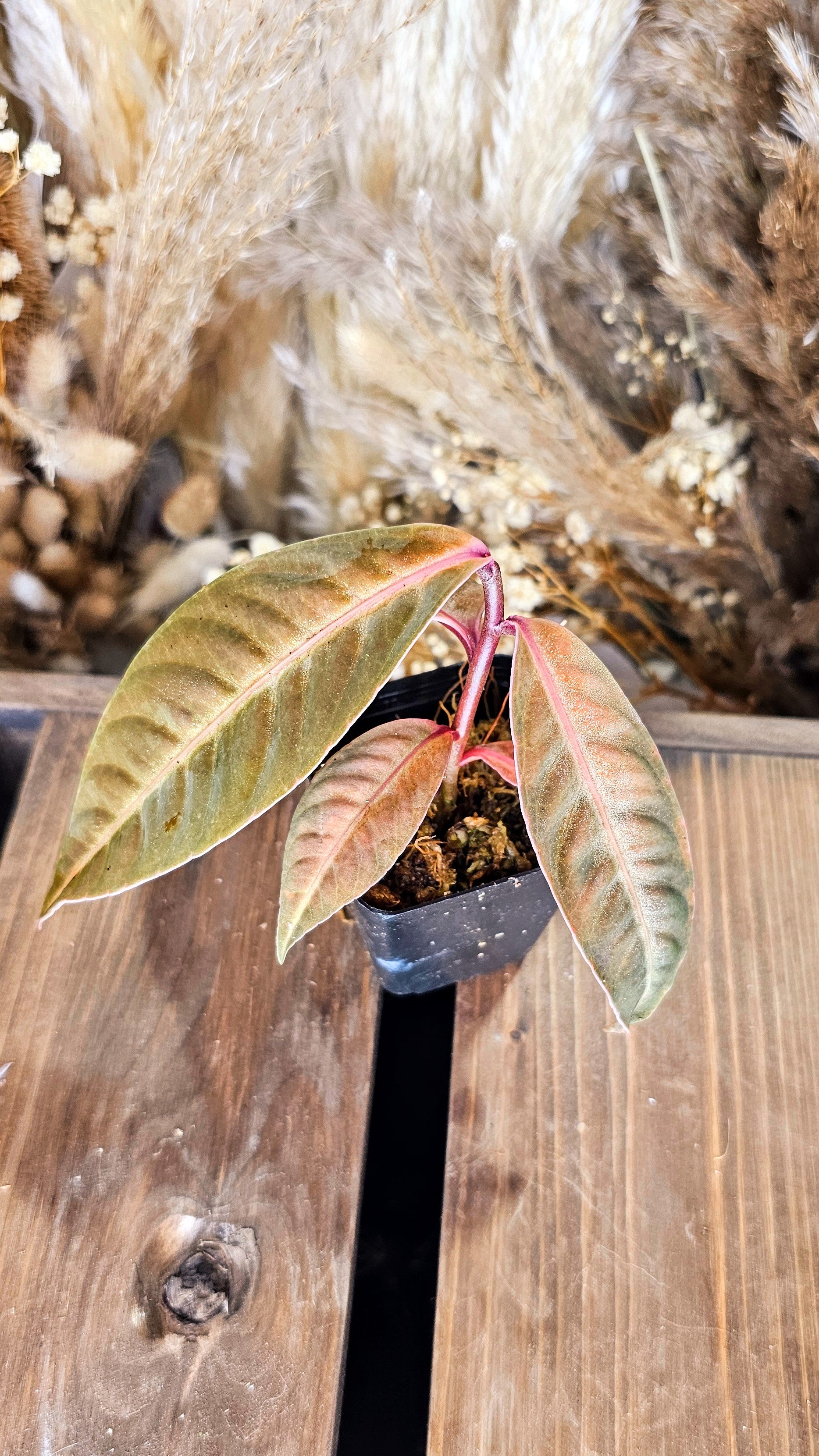 Labisa sp. Suade (WL03)