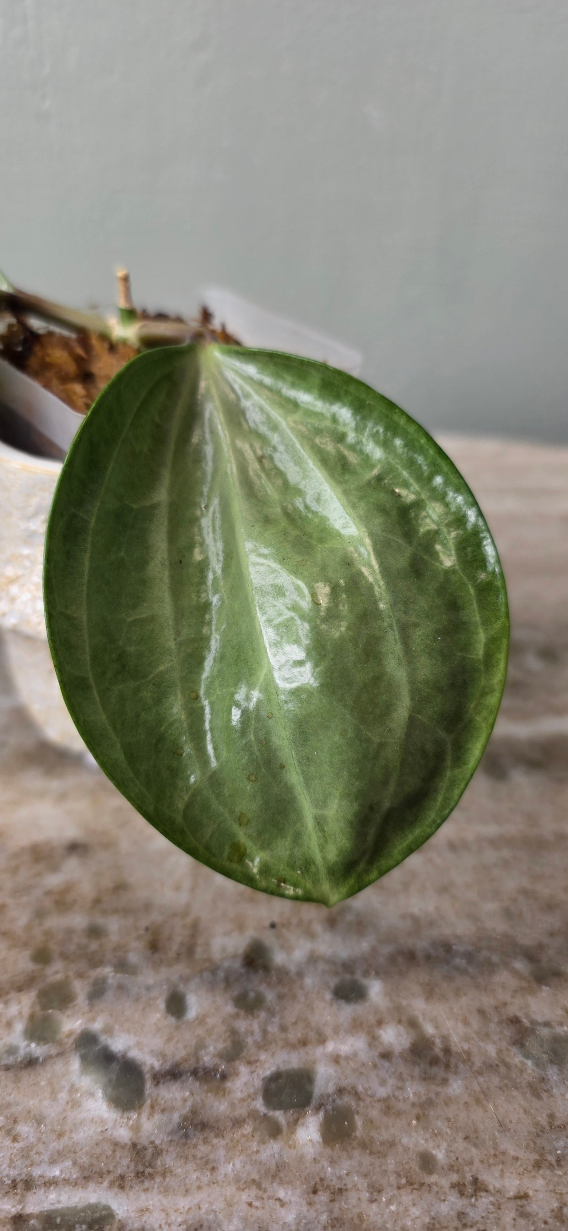 Hoya Latifolia Silver A