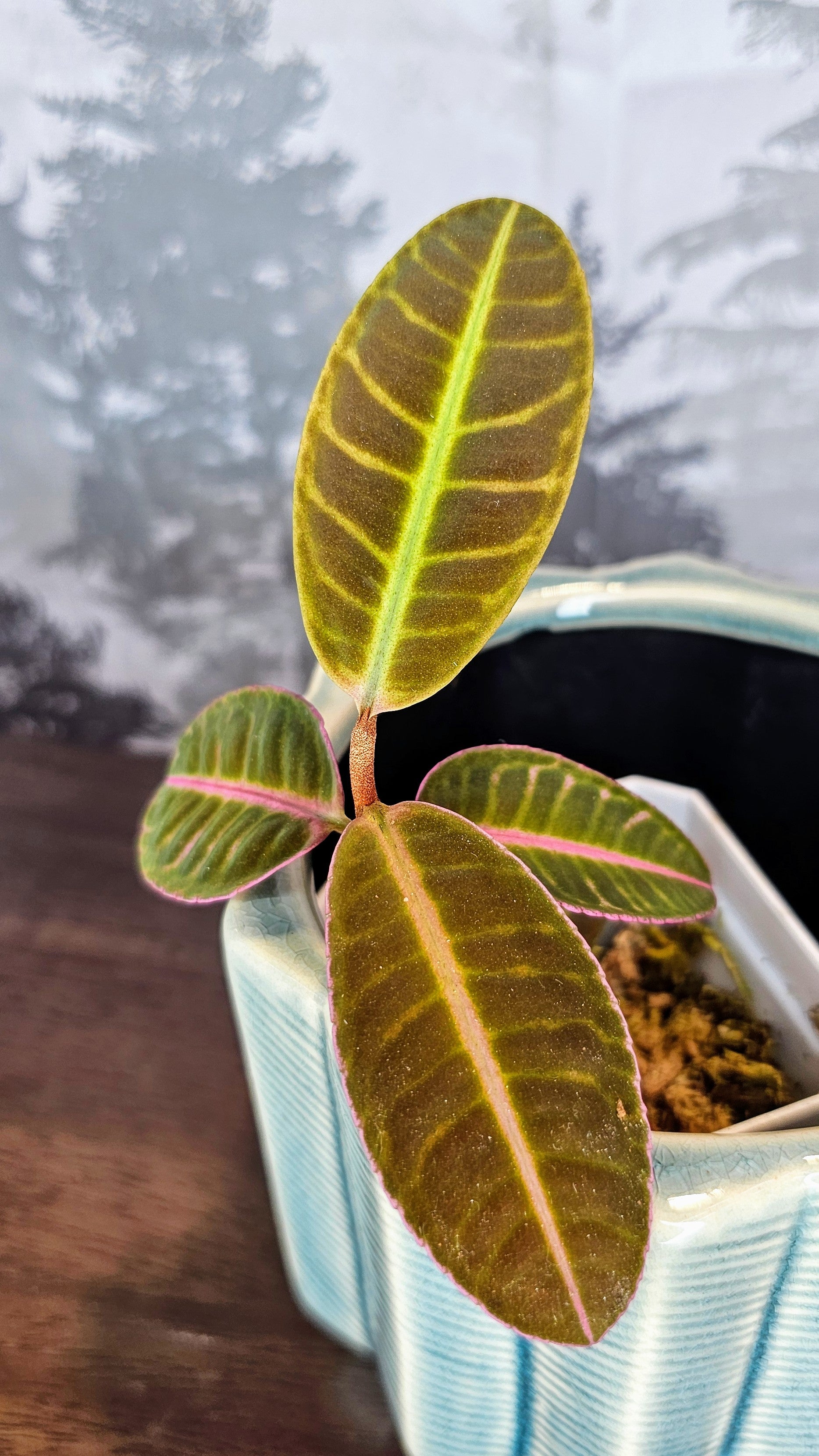 Labisia Sp. Flamingo