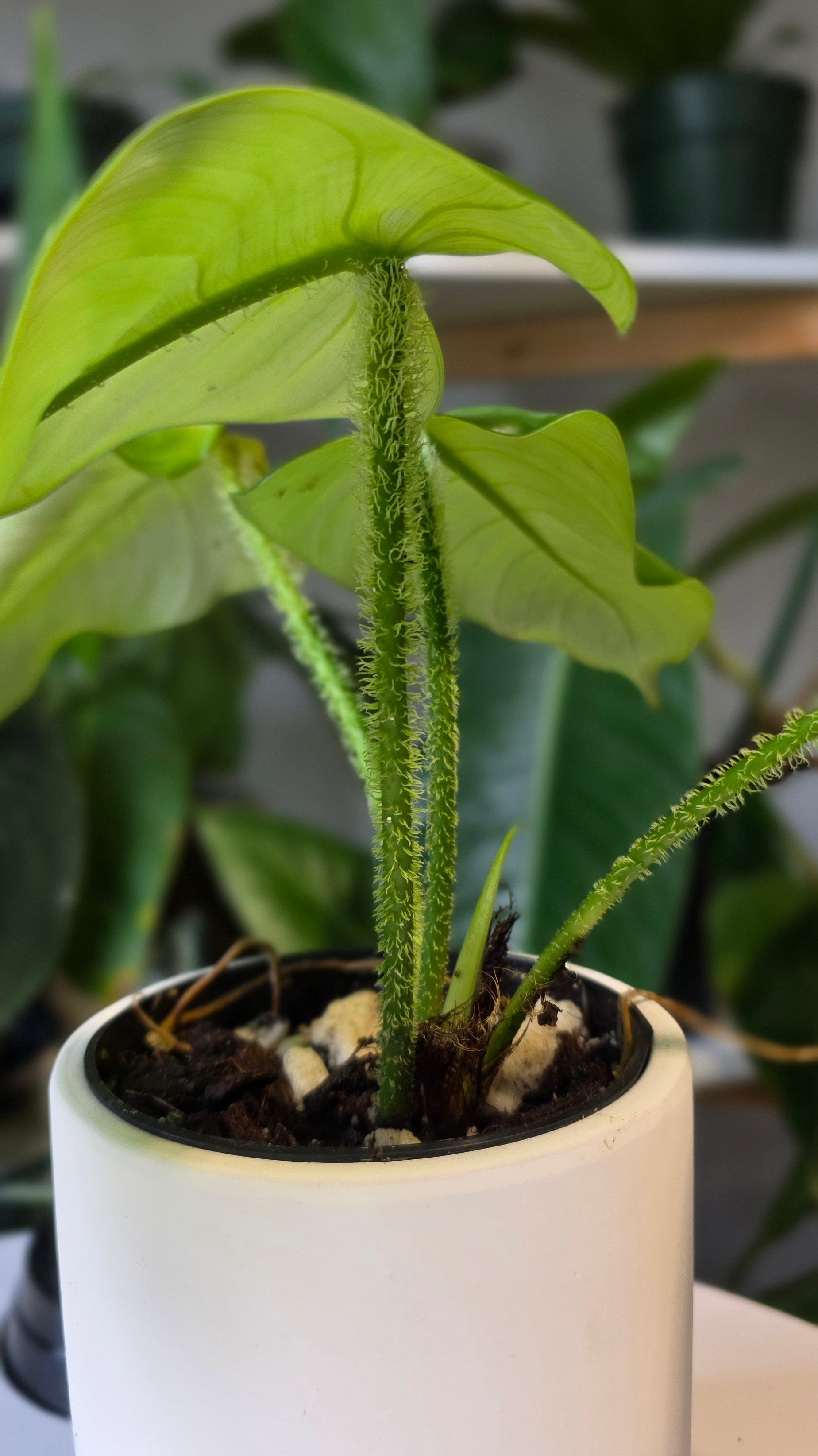 Philodendron genevieveanum (a)