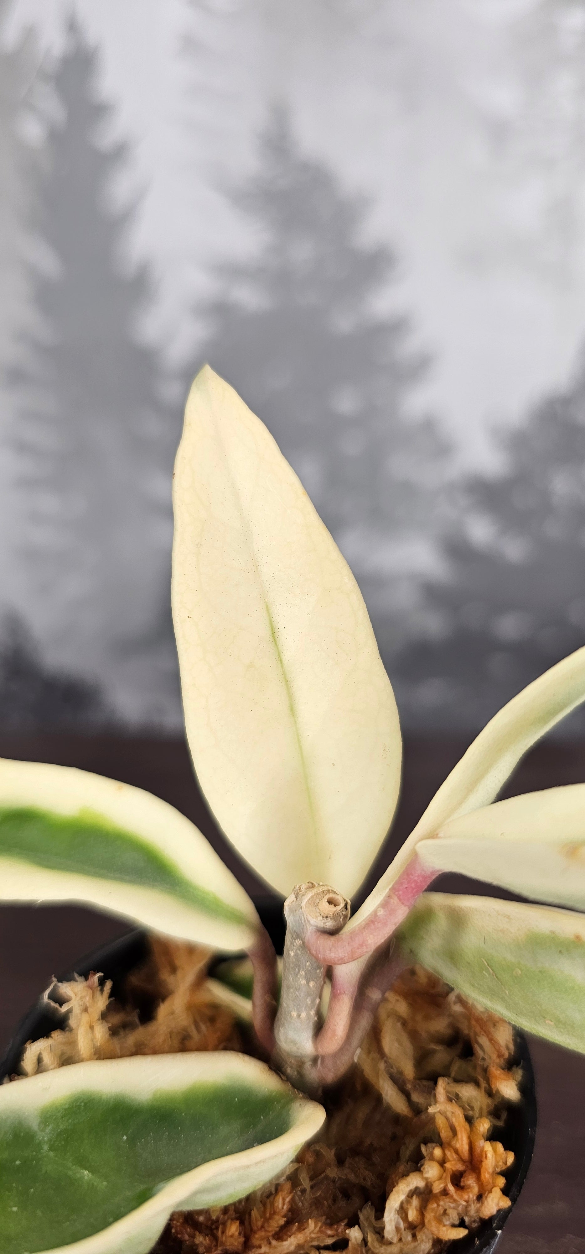 Hoya Suzie Q
