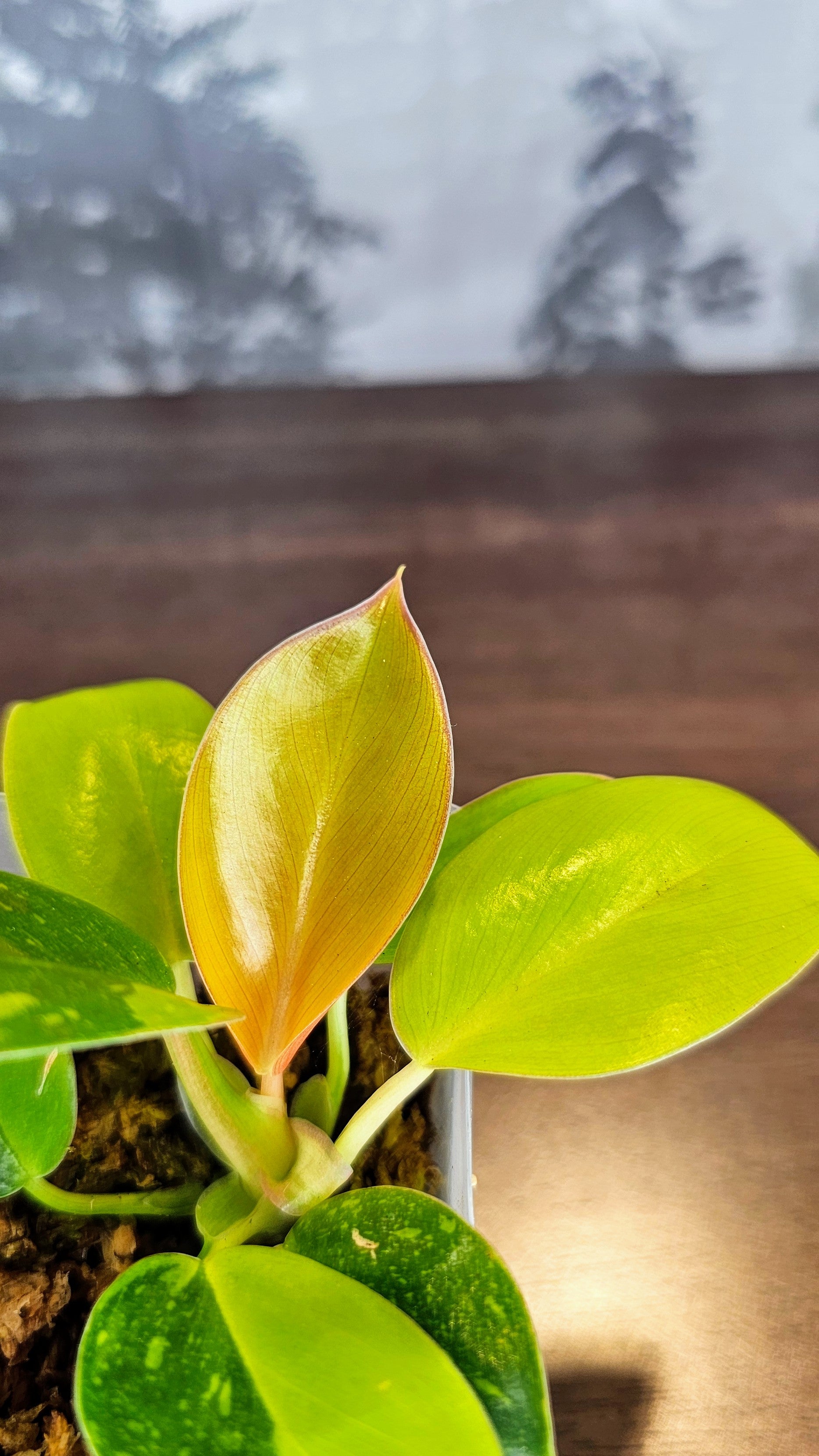 Philodendron Green Congo Nuclear