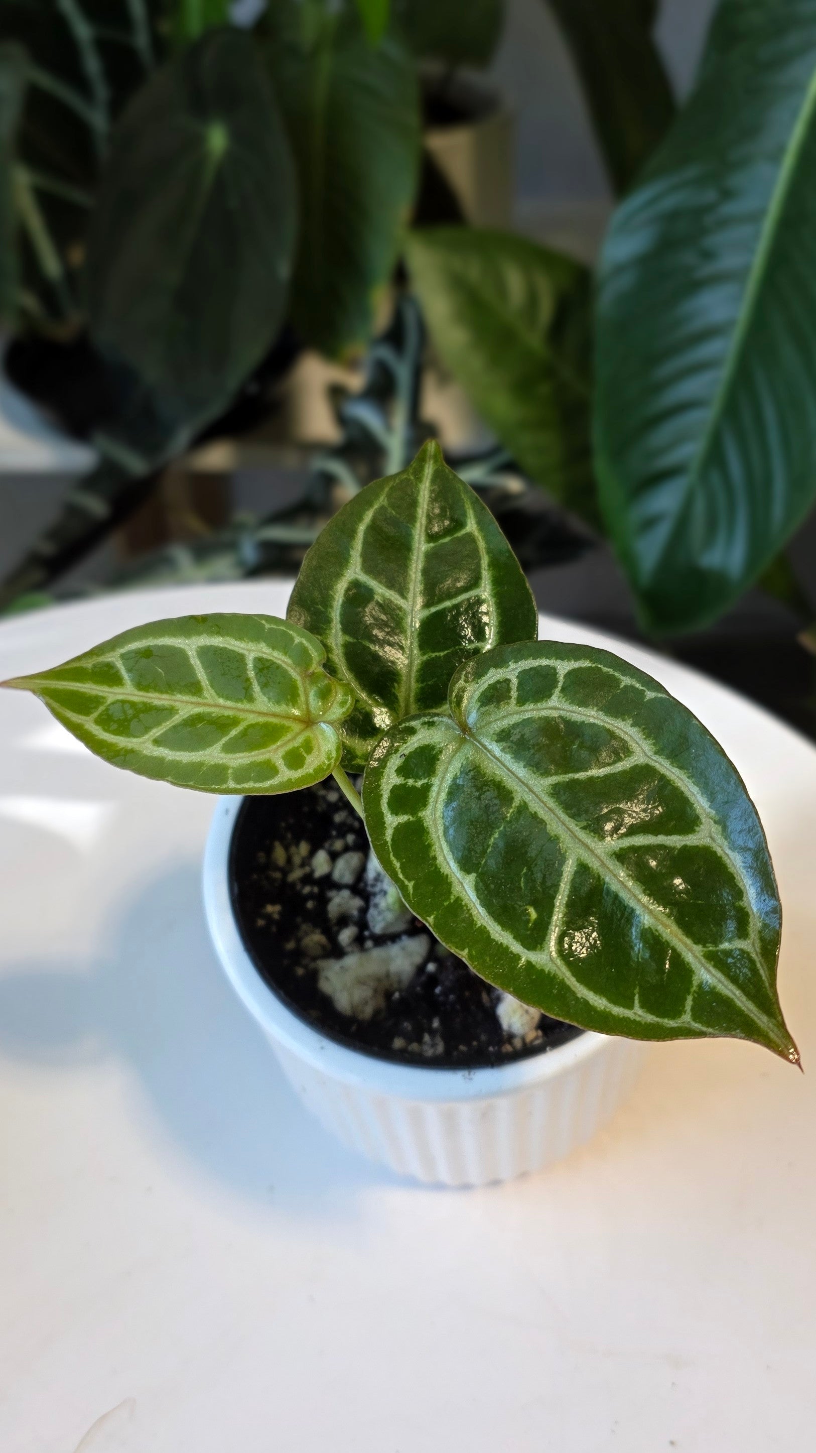 Anthurium HU King of Spades x Red Crystal (B)