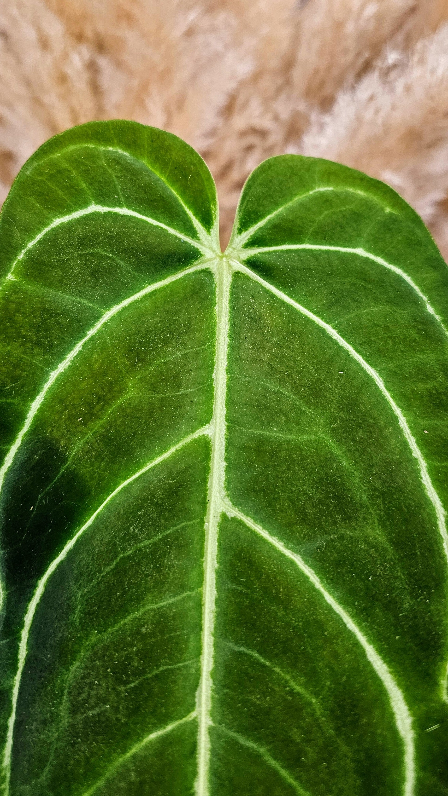 Anthurium Regale (WAR01)