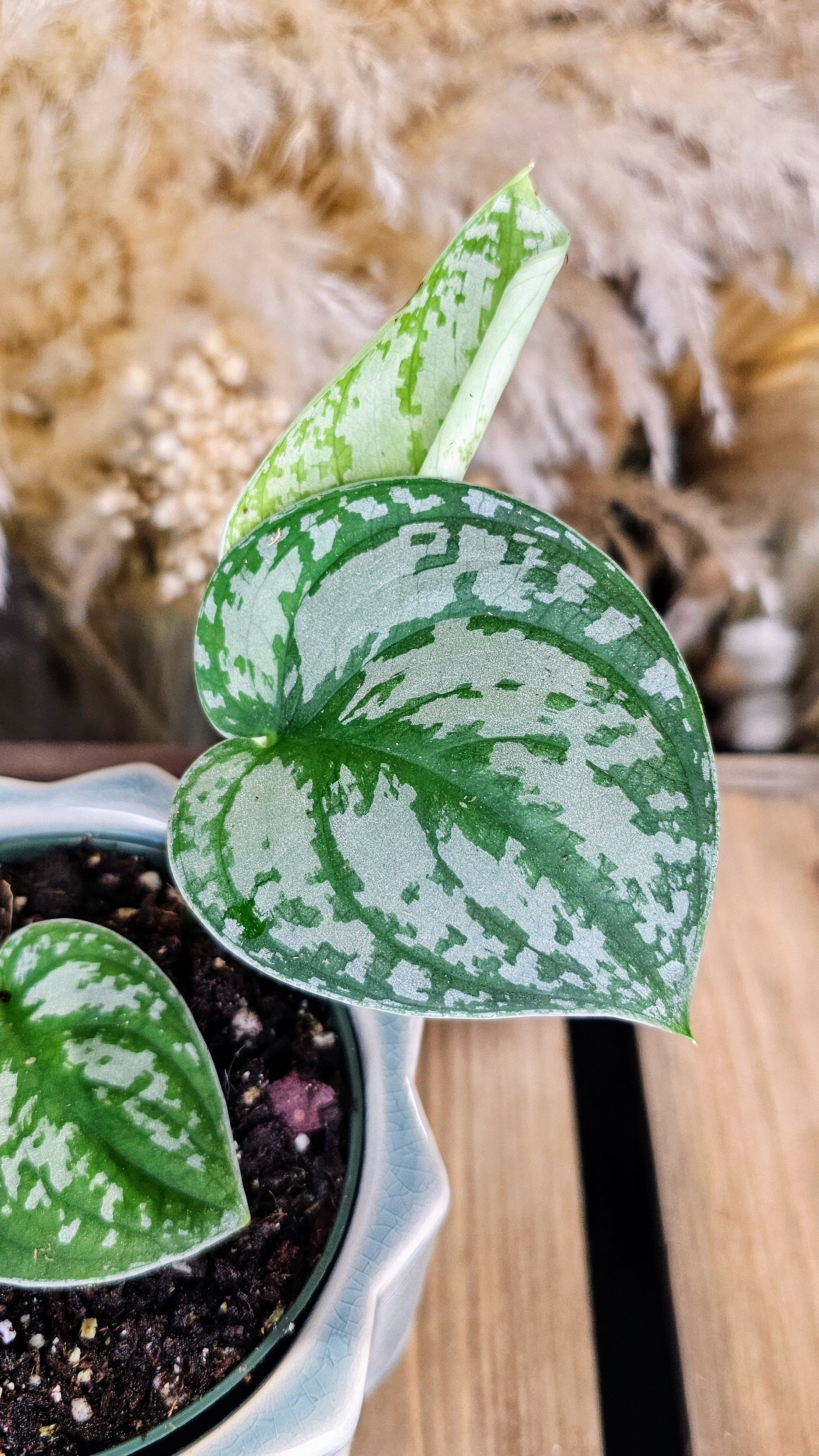 Scindapsus Silvery Ann (WOS02)