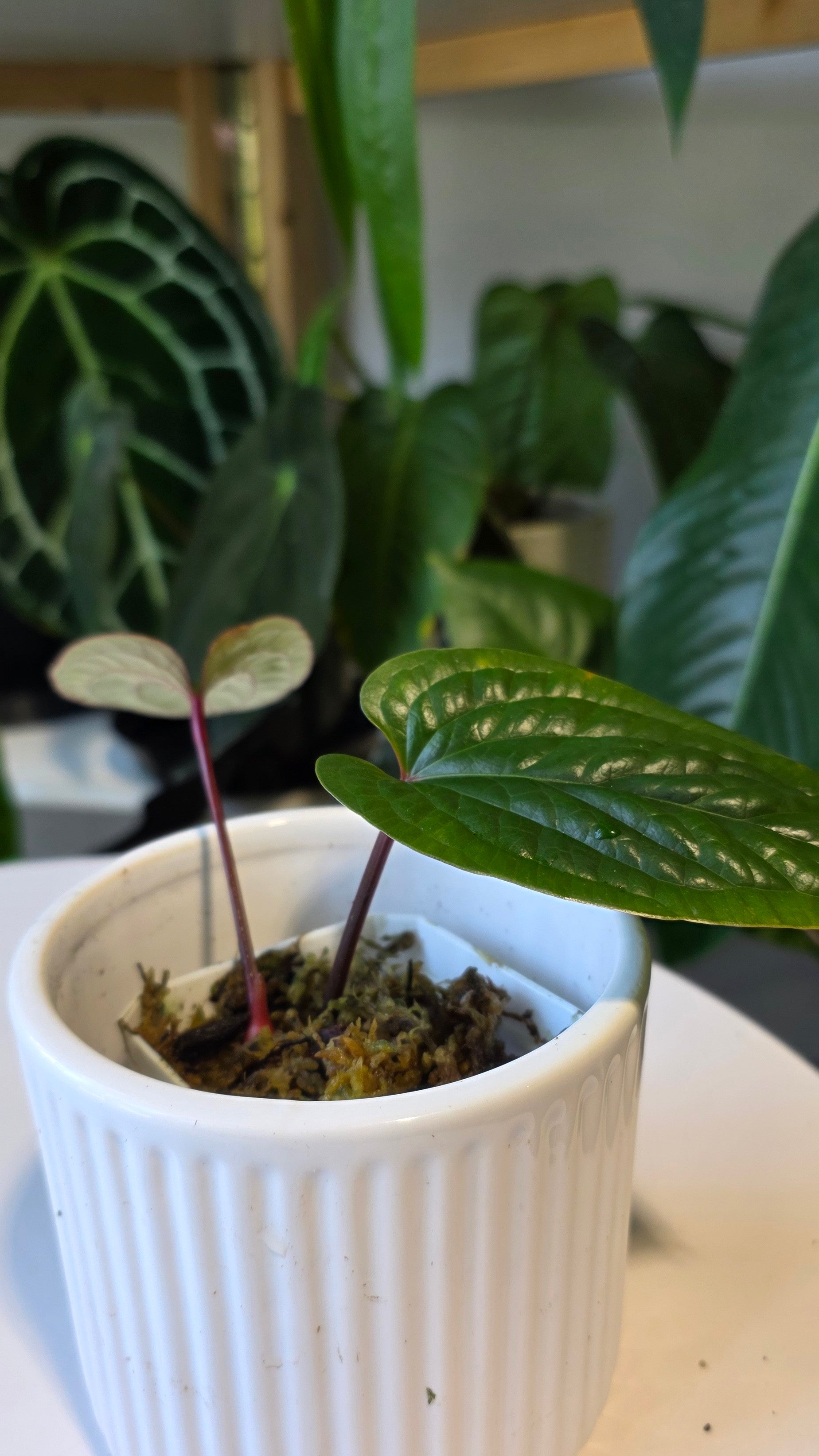Anthurium Luxurians wild ecotype (b)
