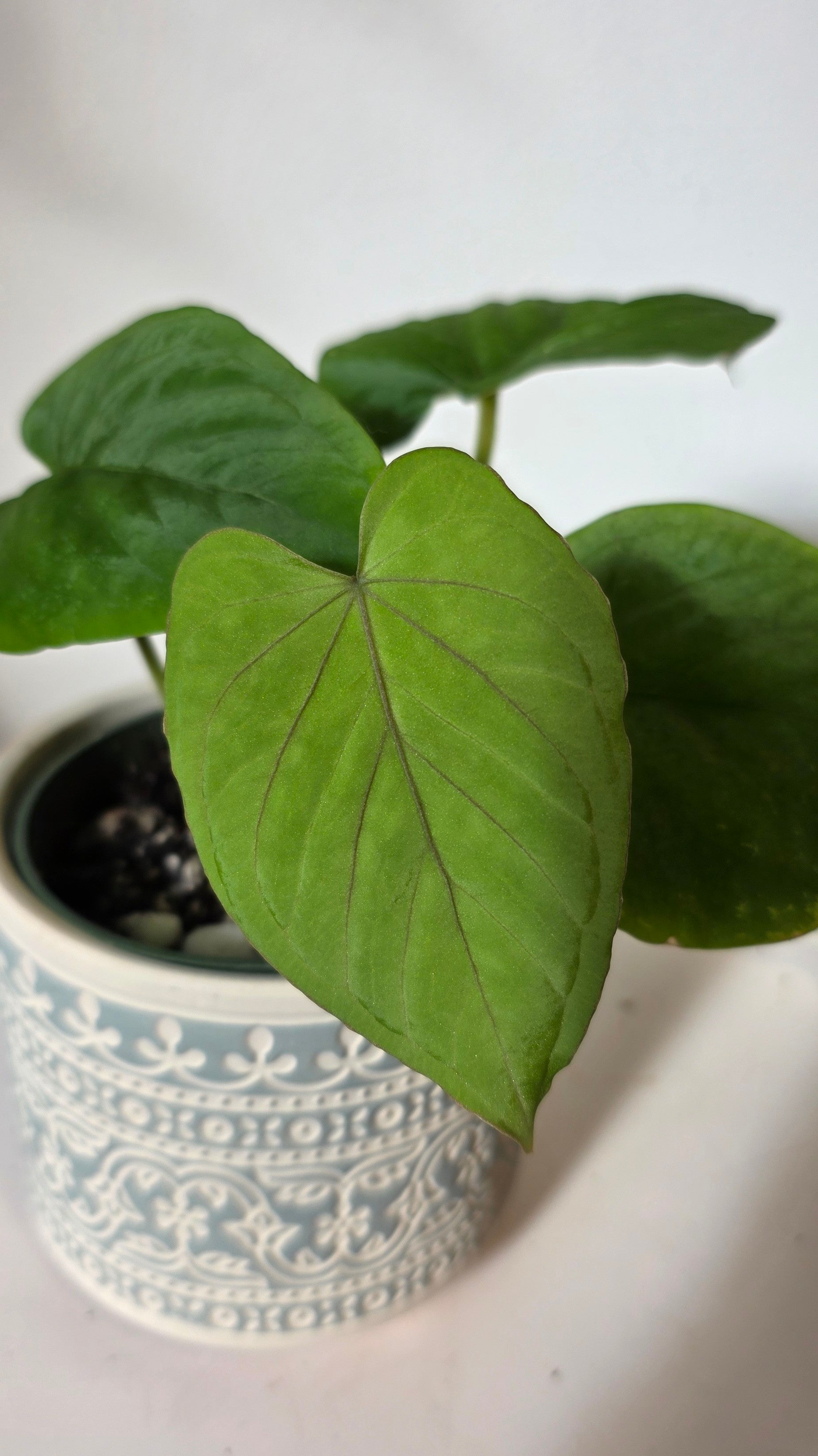 Anthurium dressleri (D)