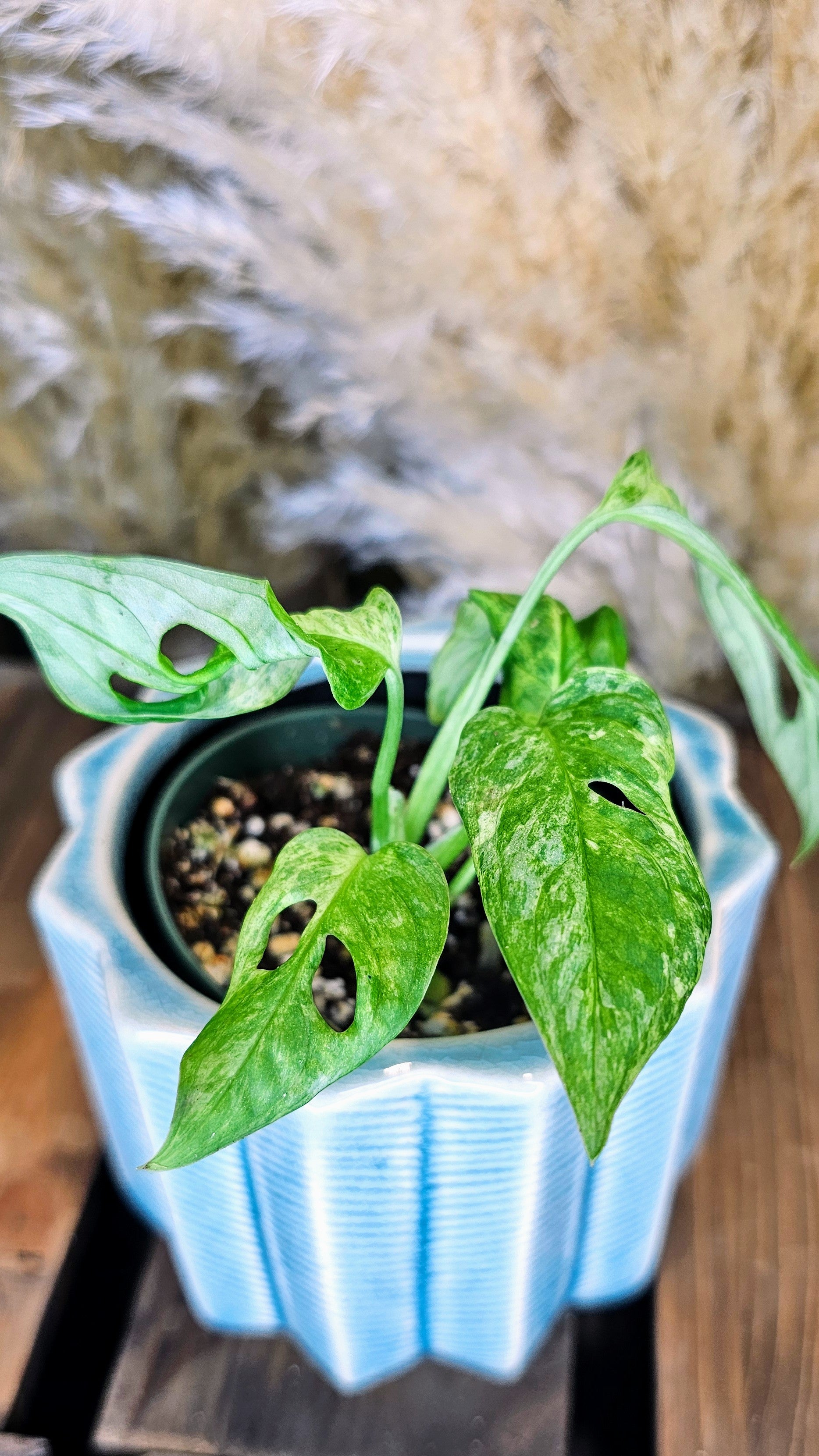 Monstera Adansonii Indo Marble Variegated (WM01)