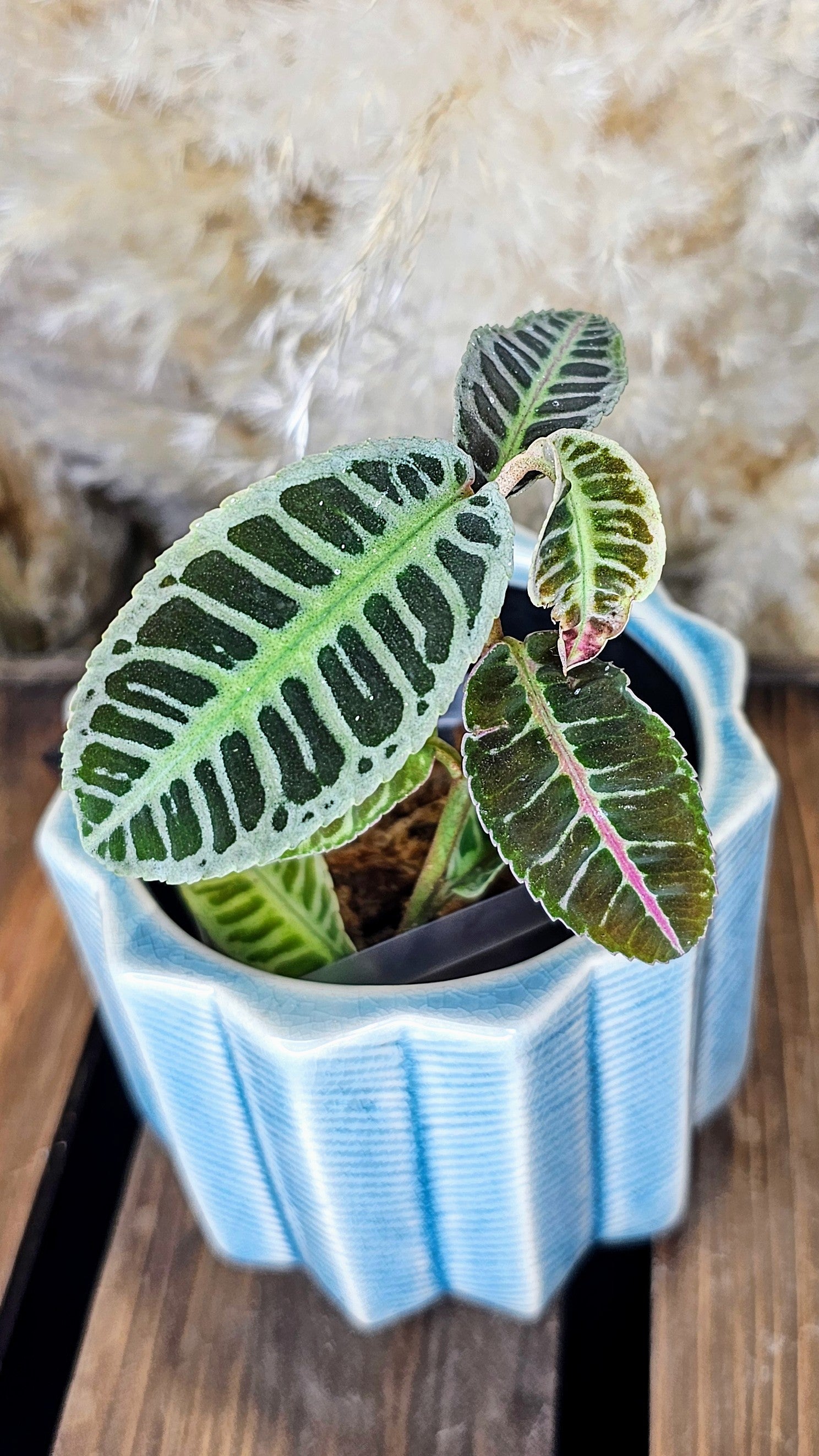 Labisia sp. Riau WL2