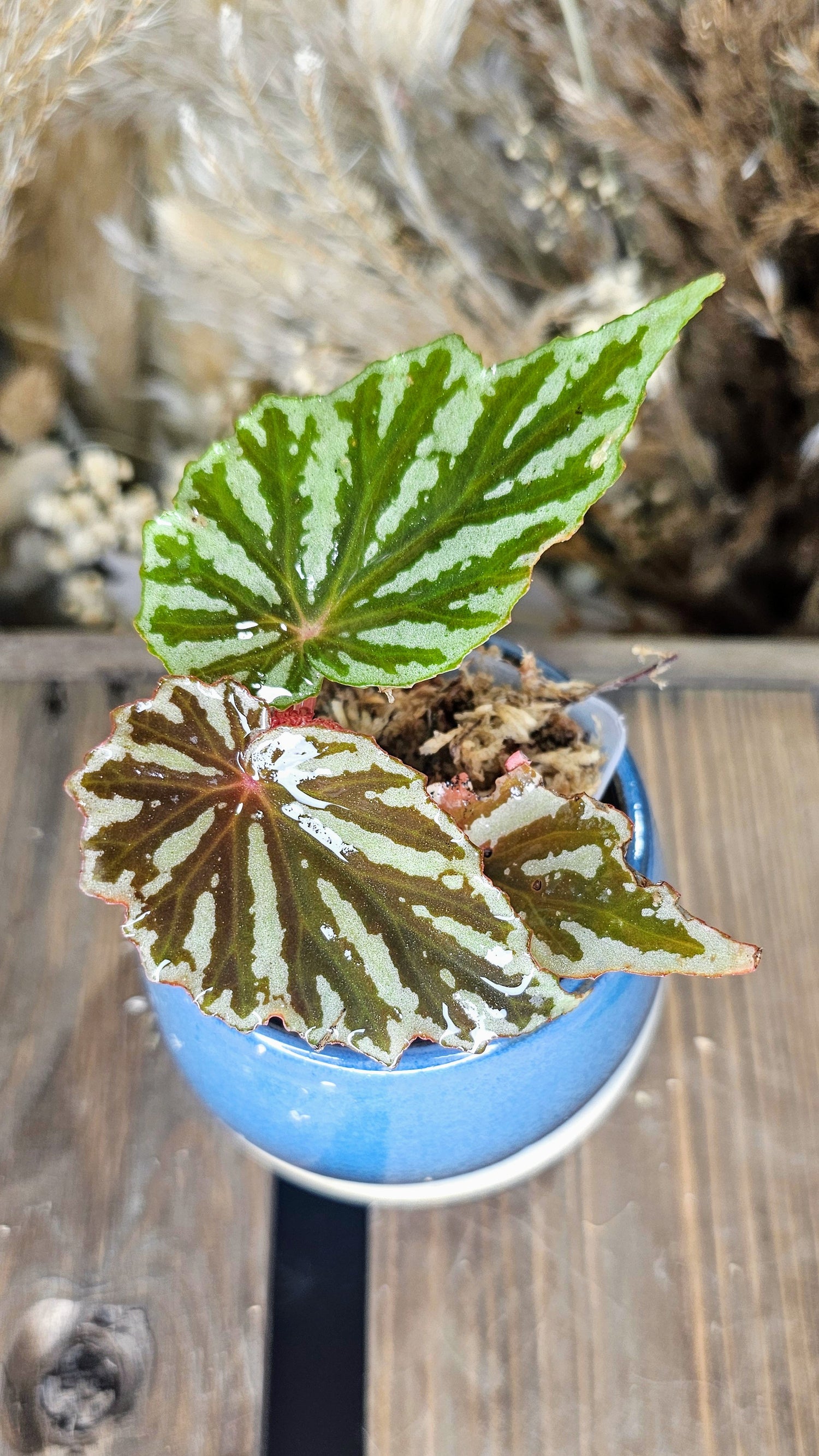 Begonia Jaya