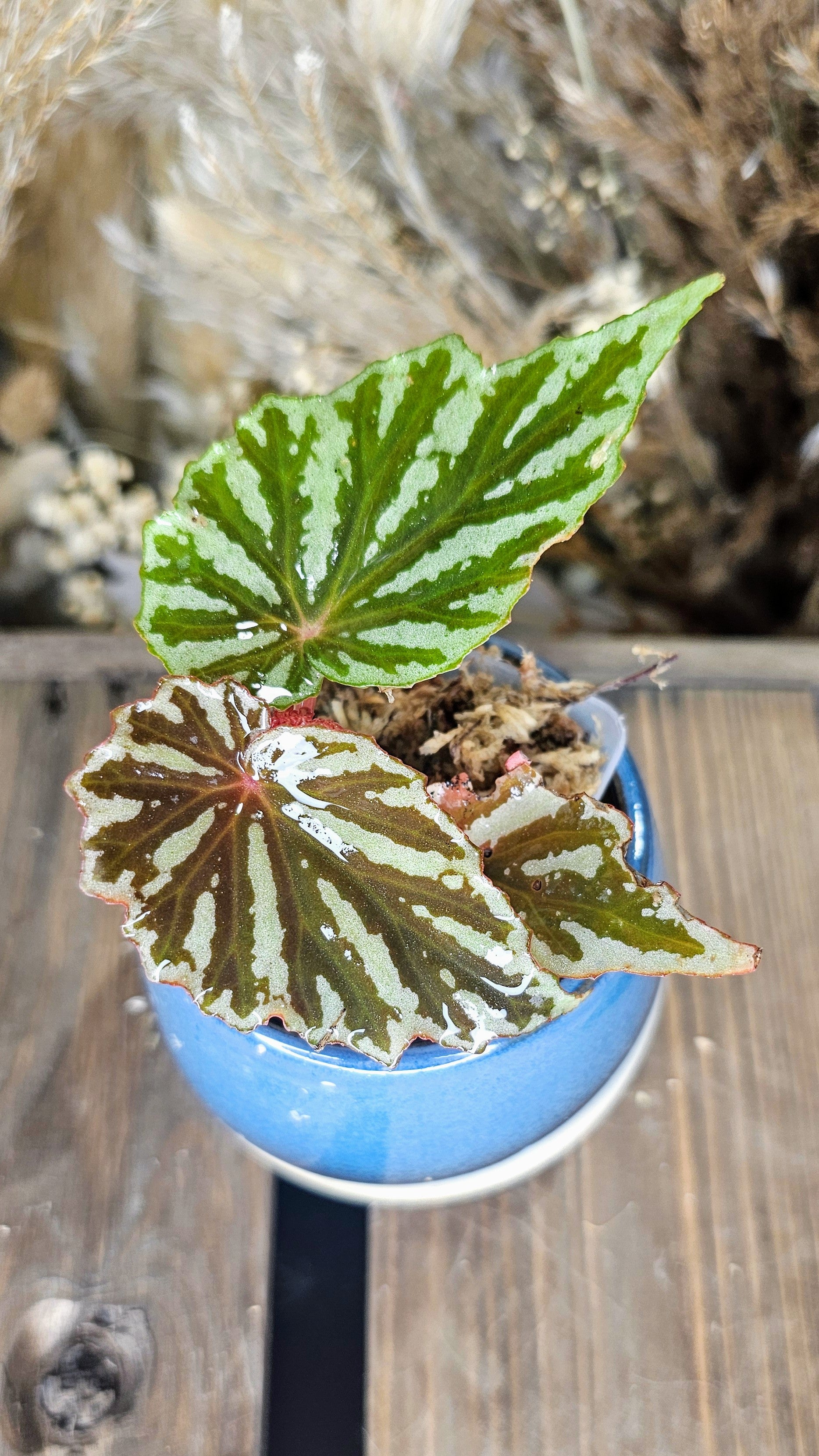 Begonia Jaya
