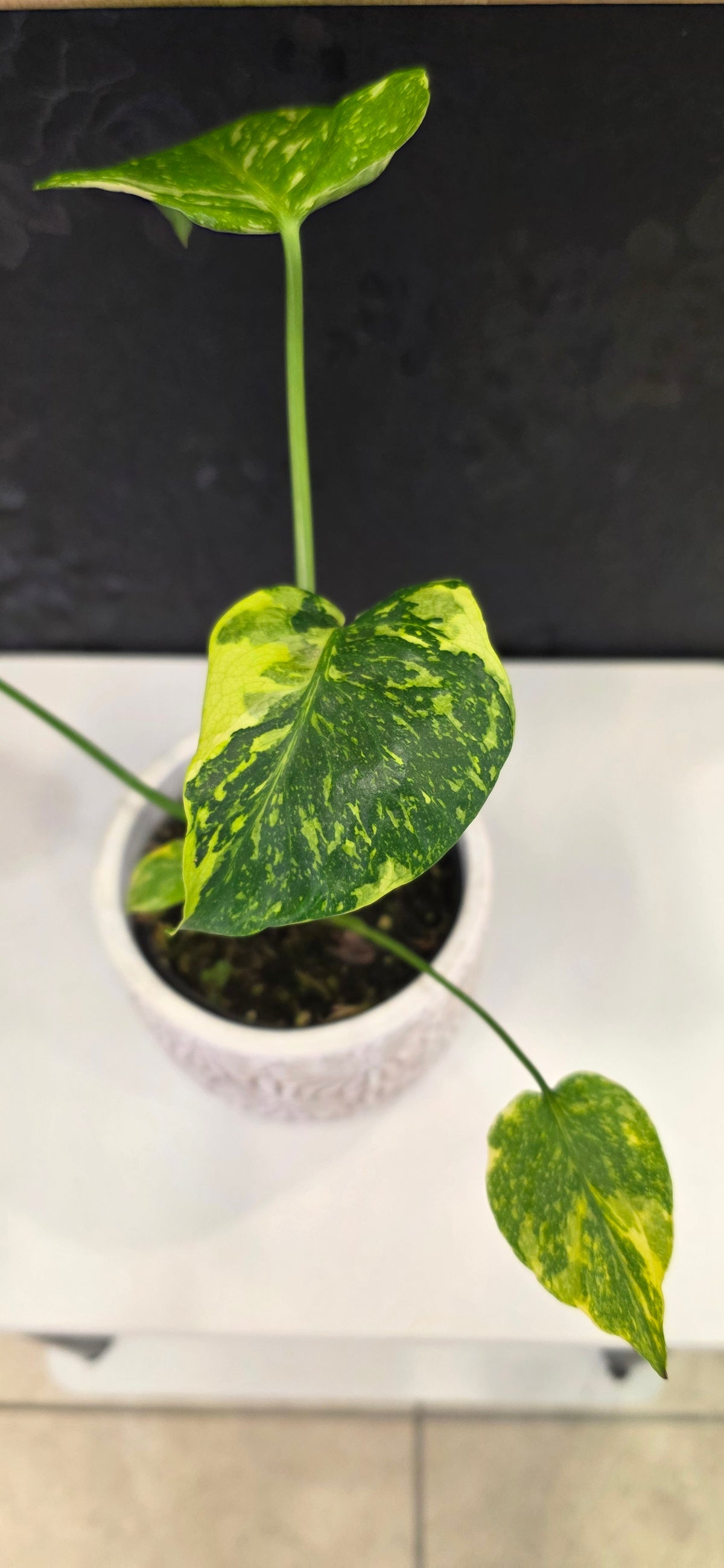 Monstera Electrolyte Variegated A