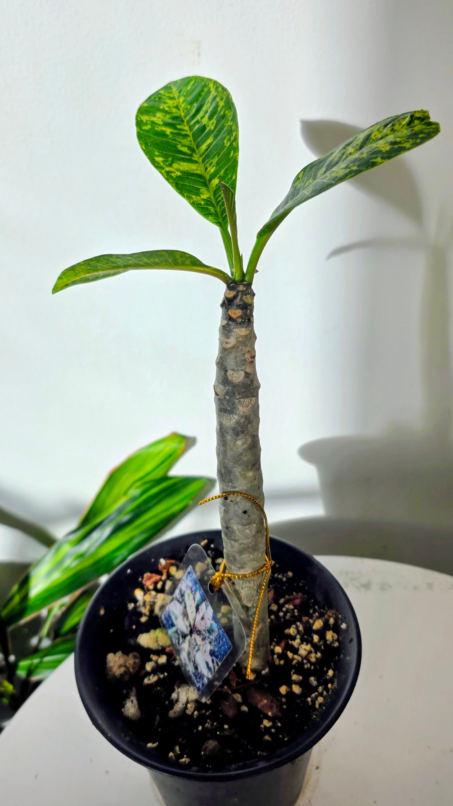 Plumeria Variegated A