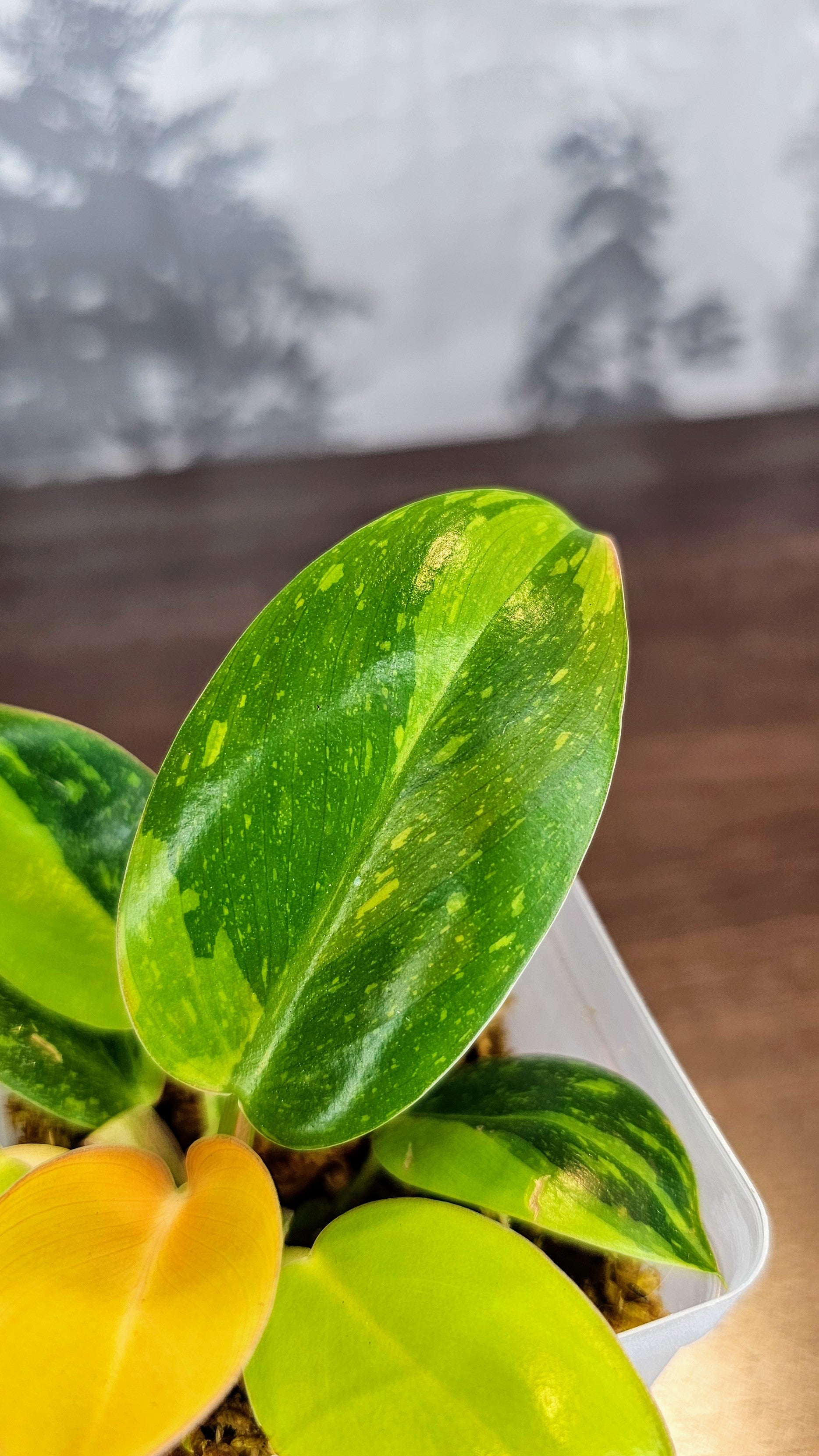 Philodendron Green Congo Nuclear