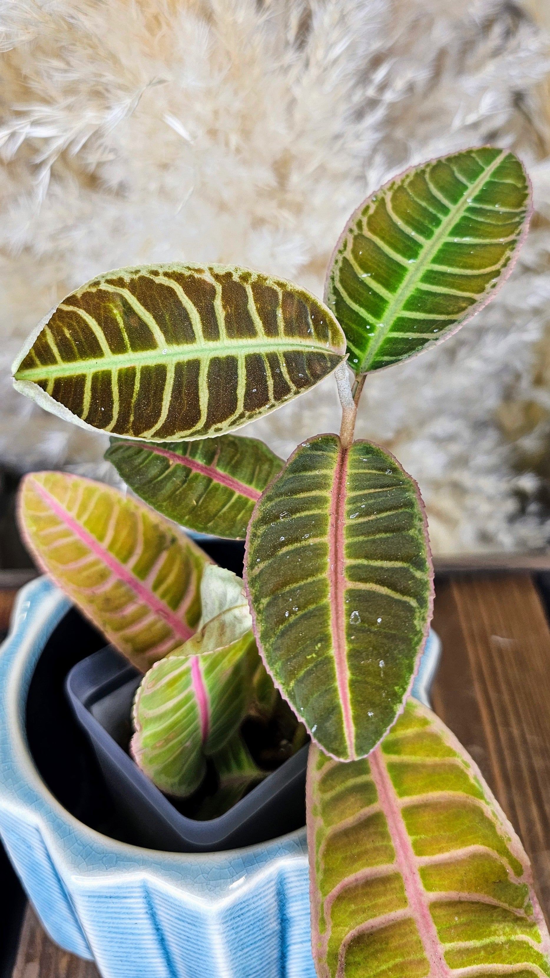 Labisia sp. Riau WL1