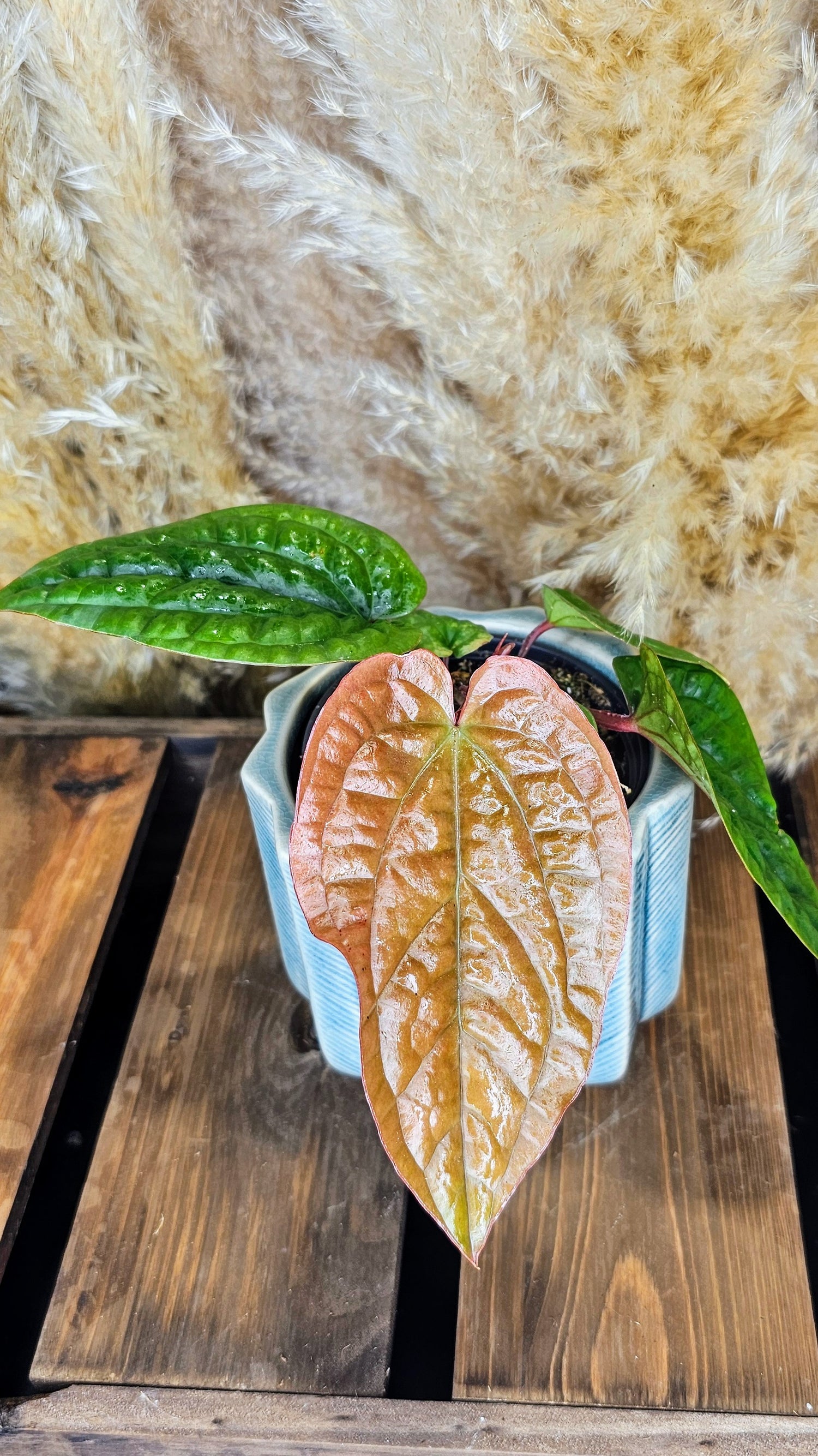 Anthurium Radicans x Luxurians