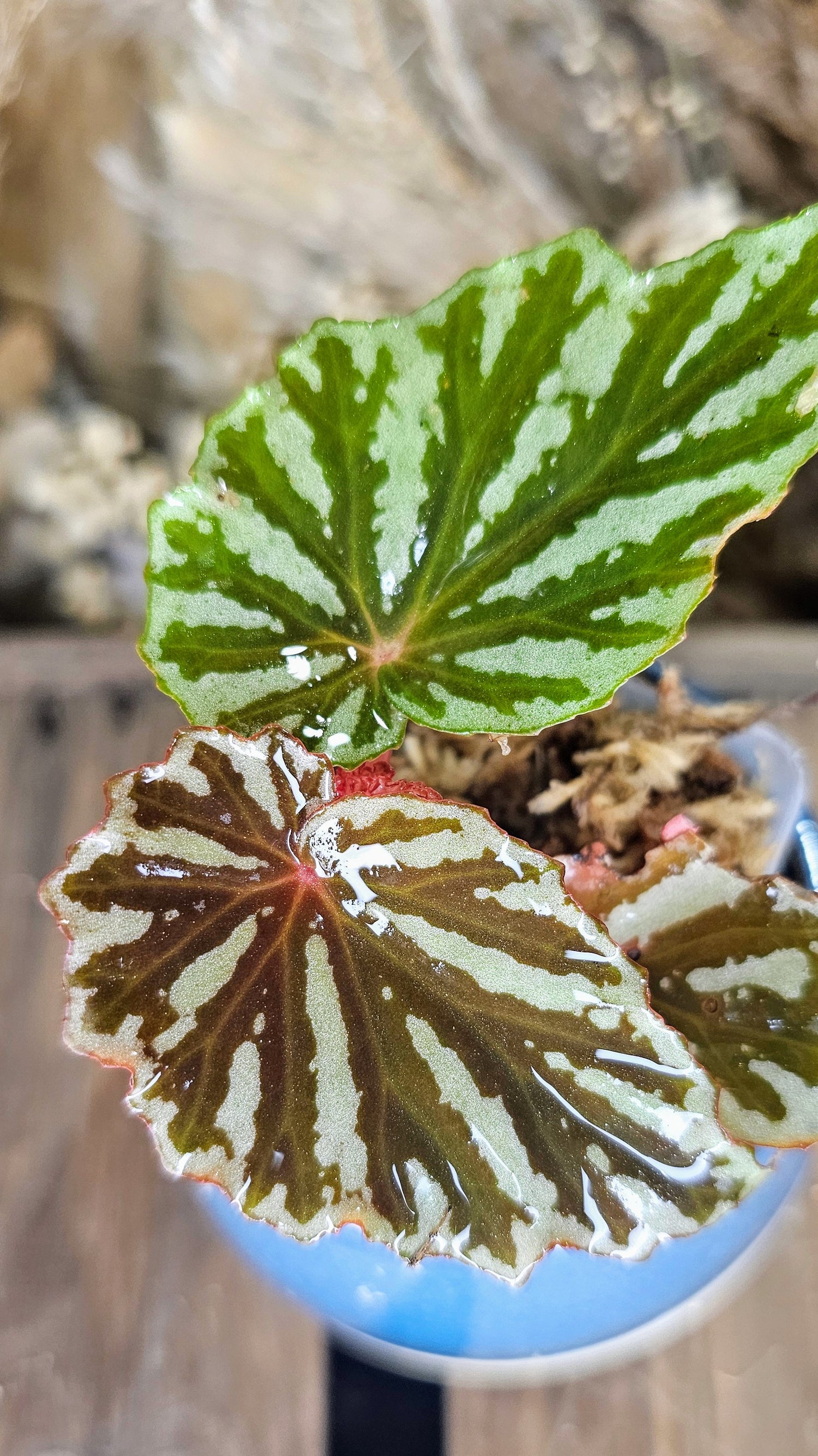 Begonia Jaya