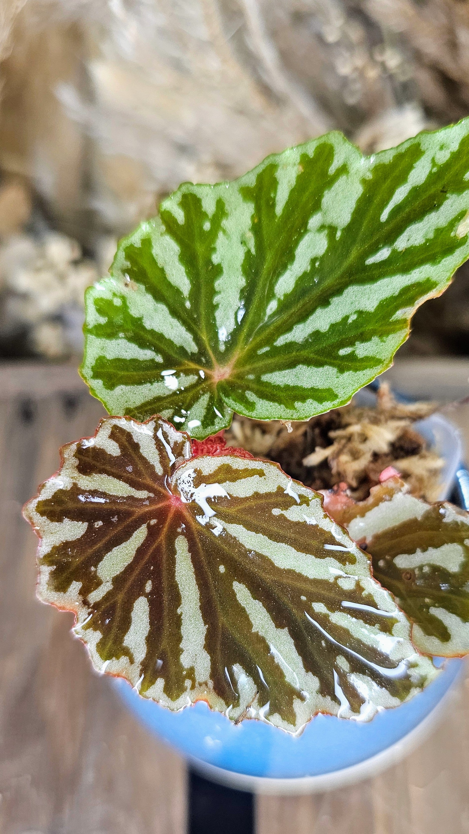 Begonia Jaya