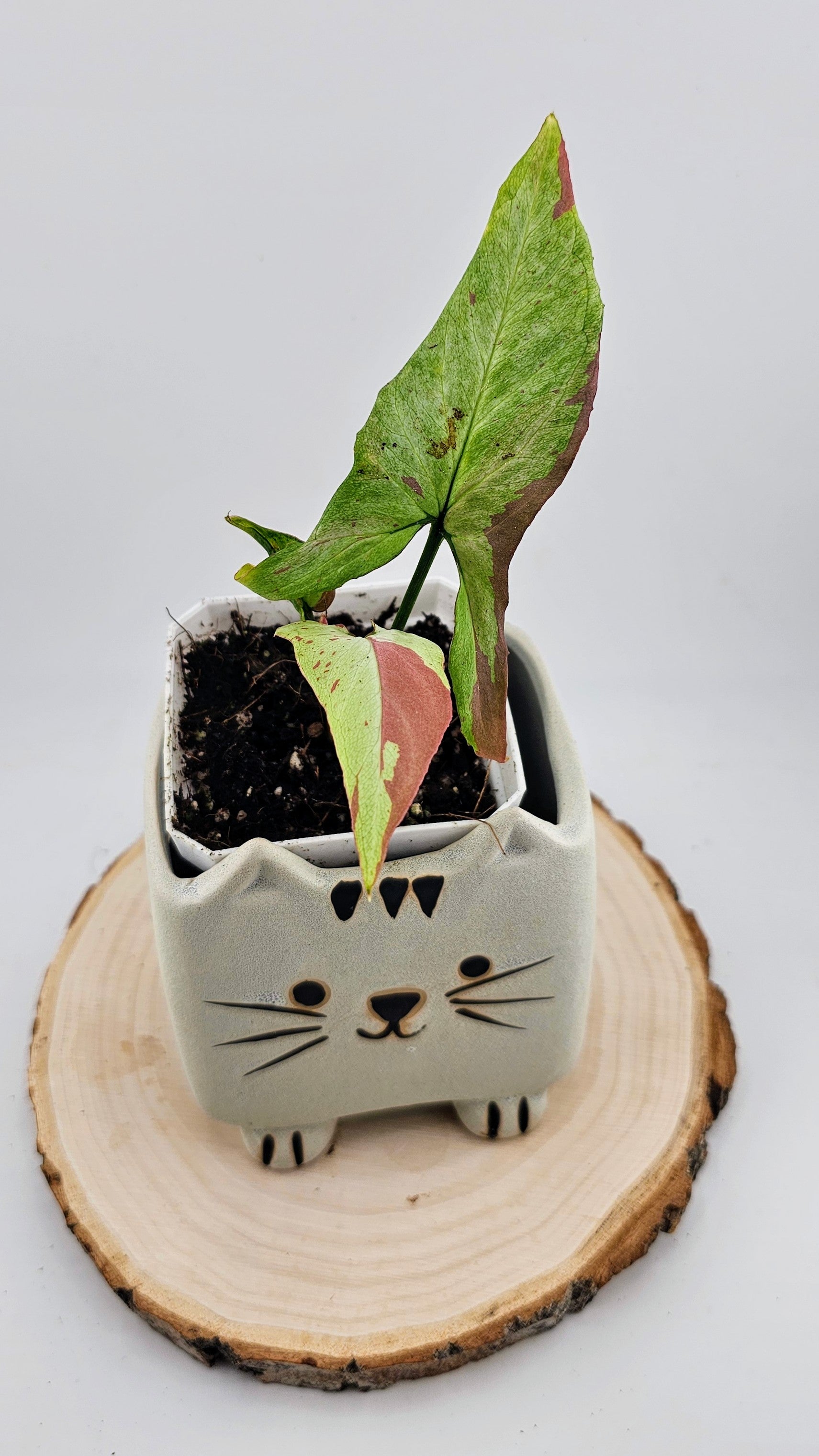 Syngonium orm nagpum pink salmon (D)