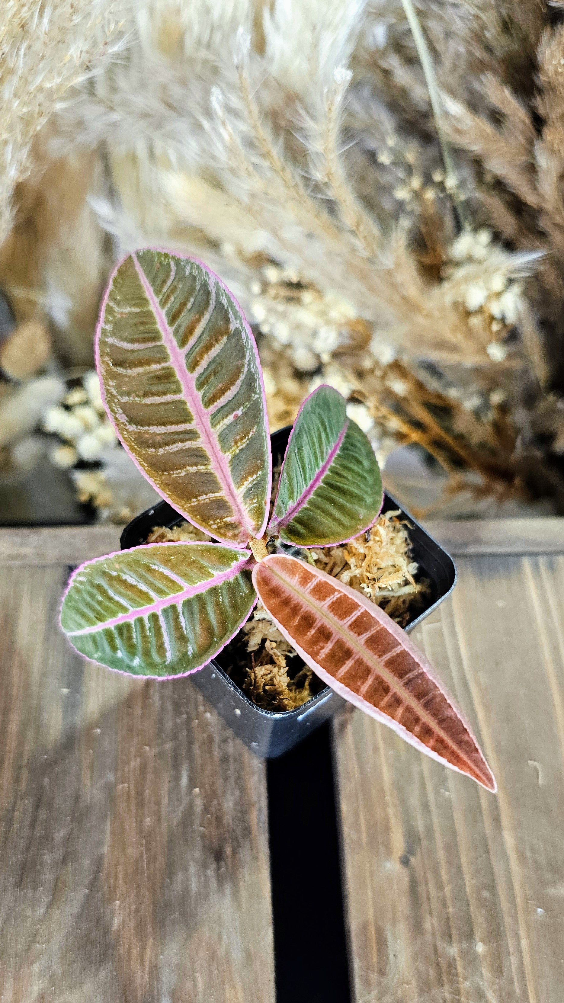 Labisa sp. Riau Electric Pink (WLO2)