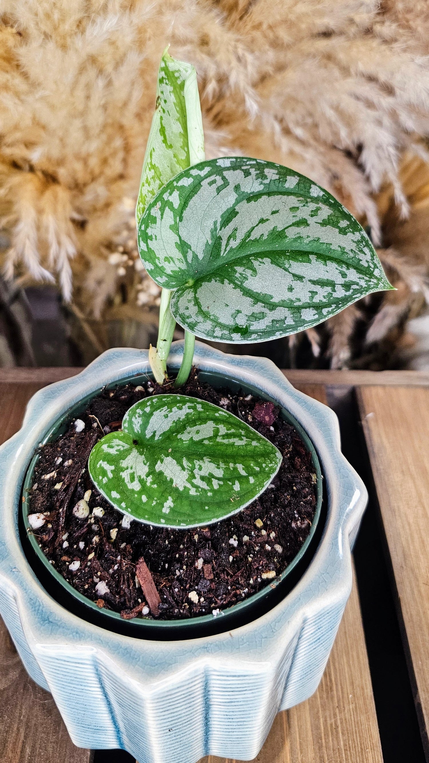 Scindapsus Silvery Ann (WOS02)