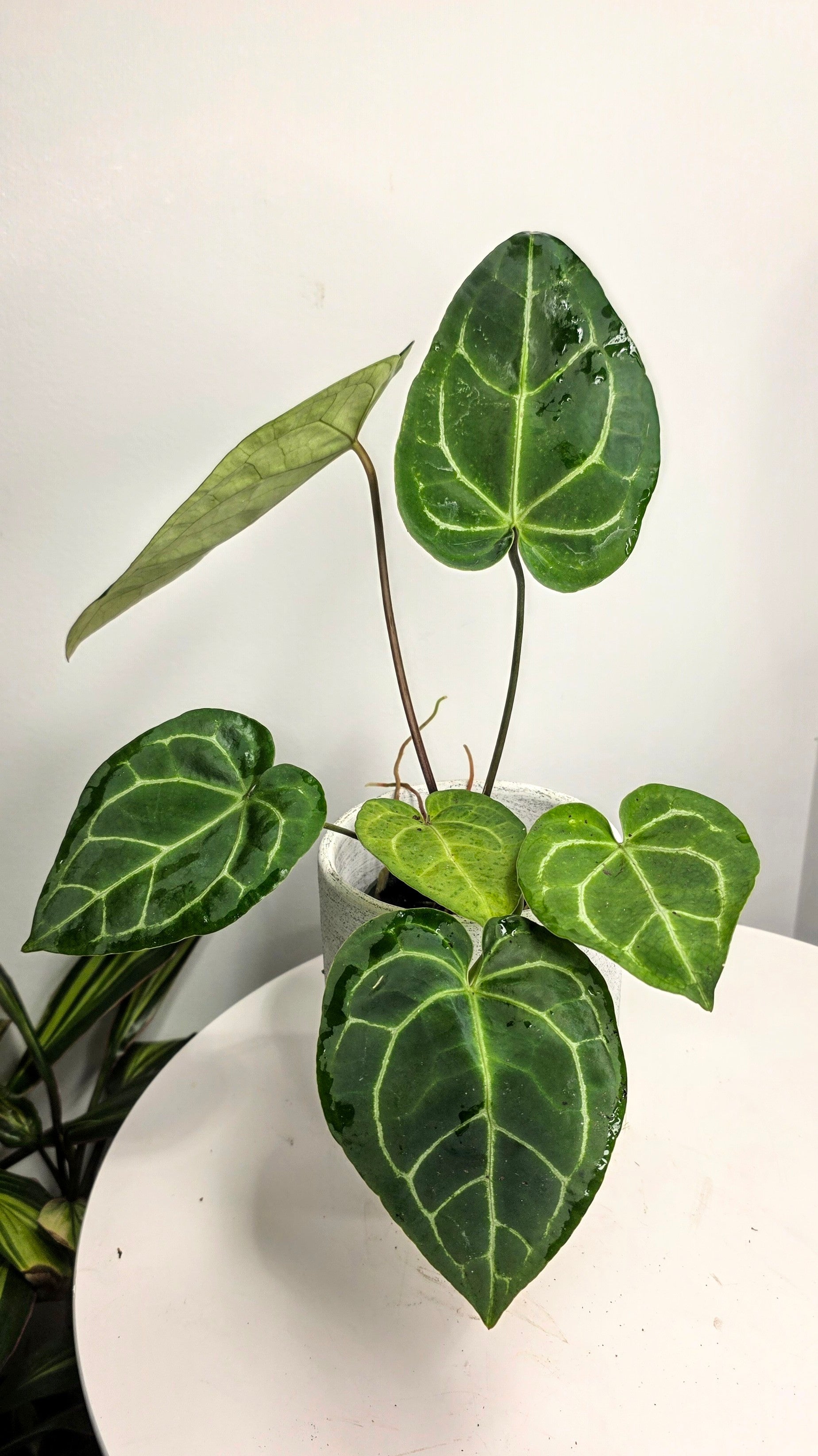 Anthurium Black Velvet A