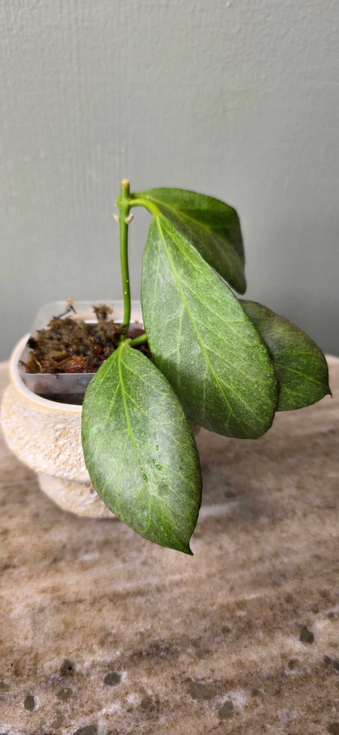 Hoya Obscura Silver A