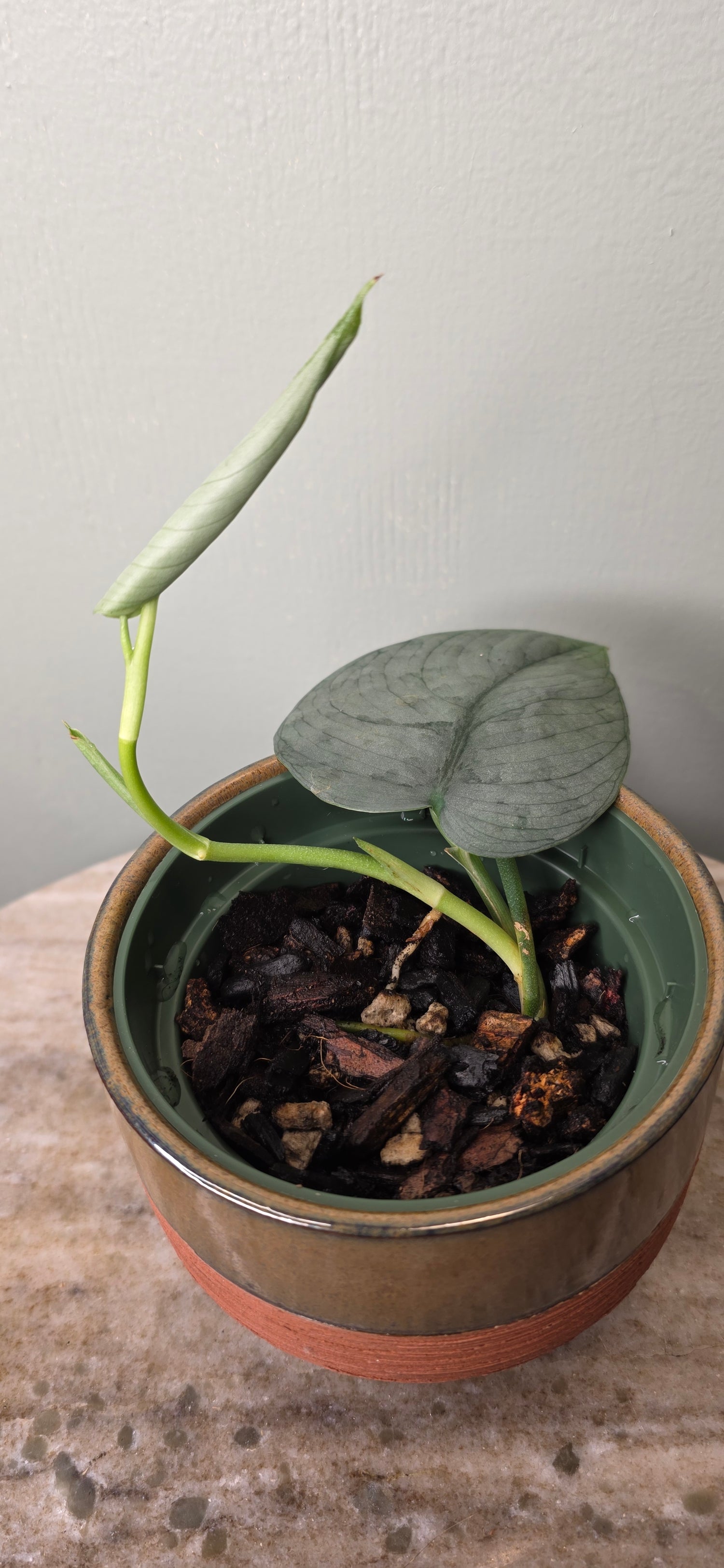 Scindapsus silver hero