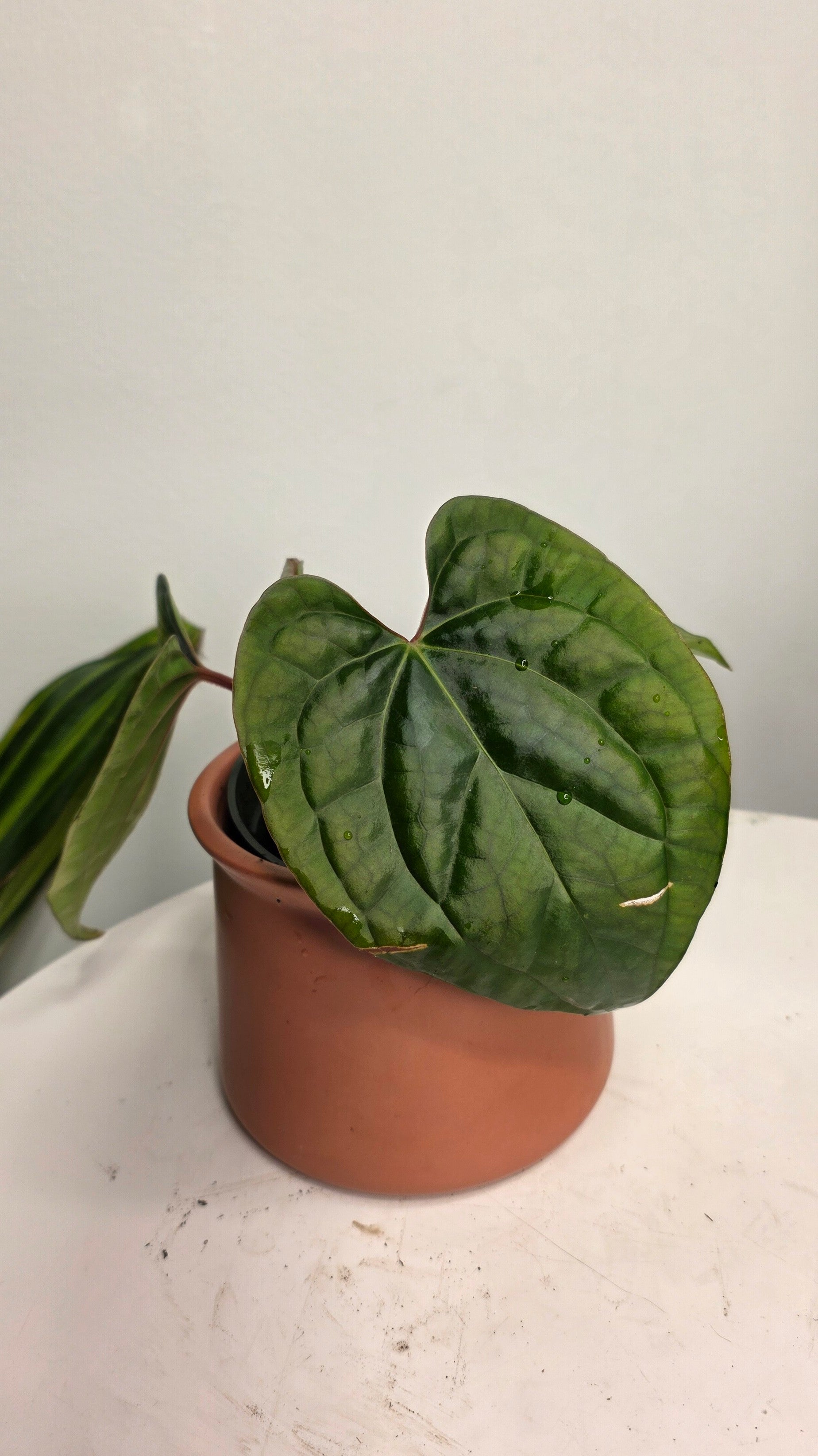 Anthurium Besseae aff x Luxurians B
