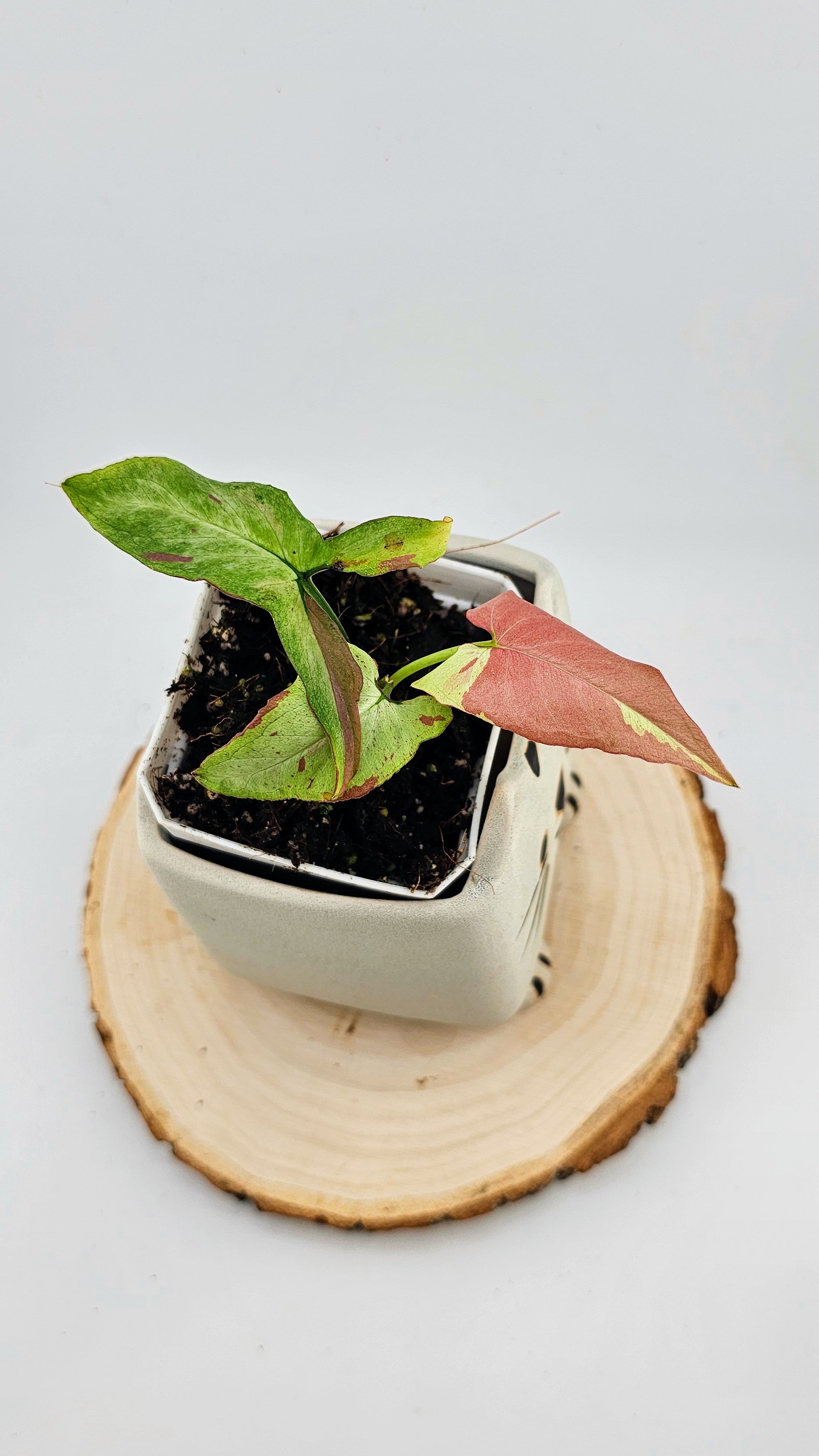 Syngonium orm nagpum pink salmon (E)