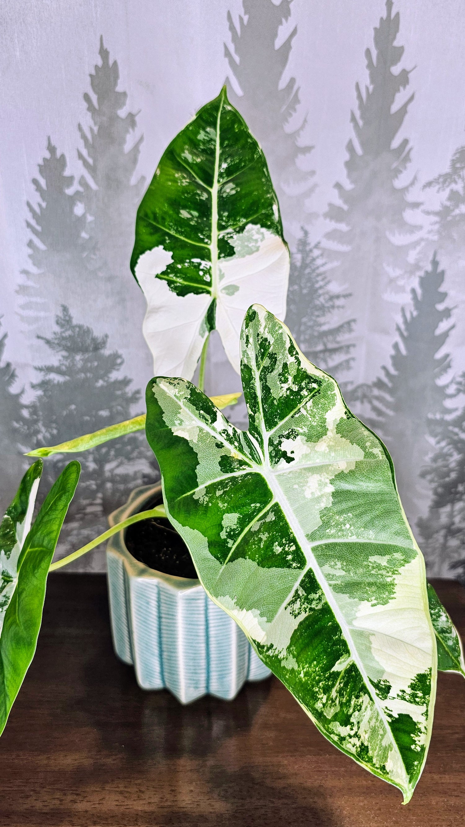 Alocasia Frydek Variegated (Weekly Special)