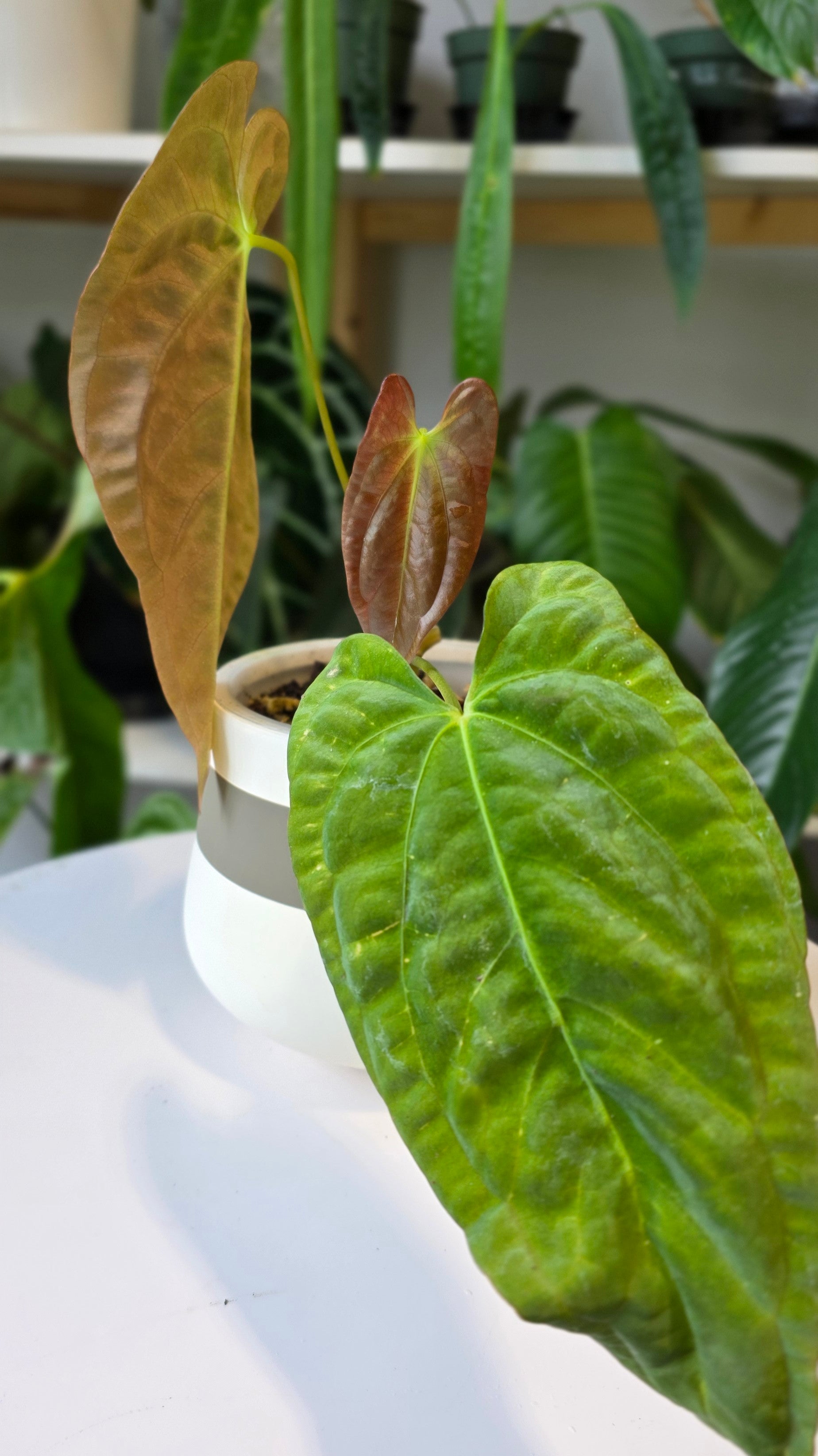 Anthurium Gatorskin x Pap RA6