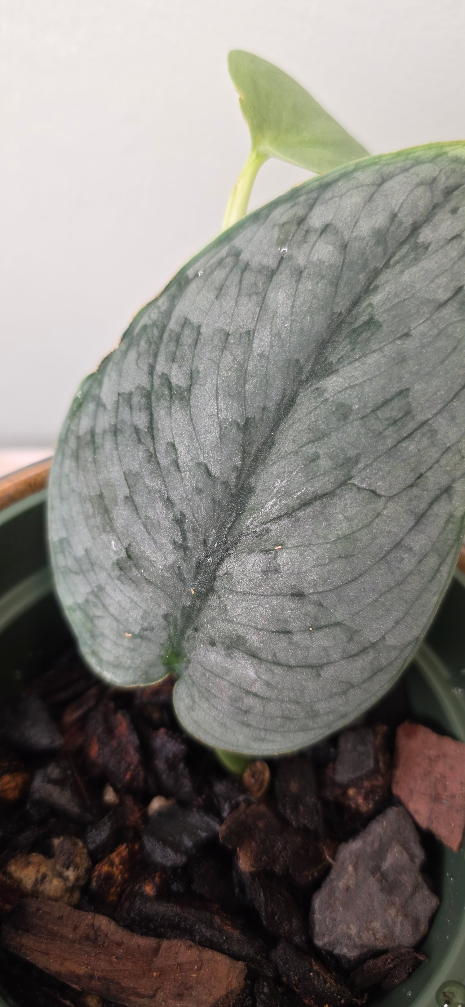 Scindapsus silver hero