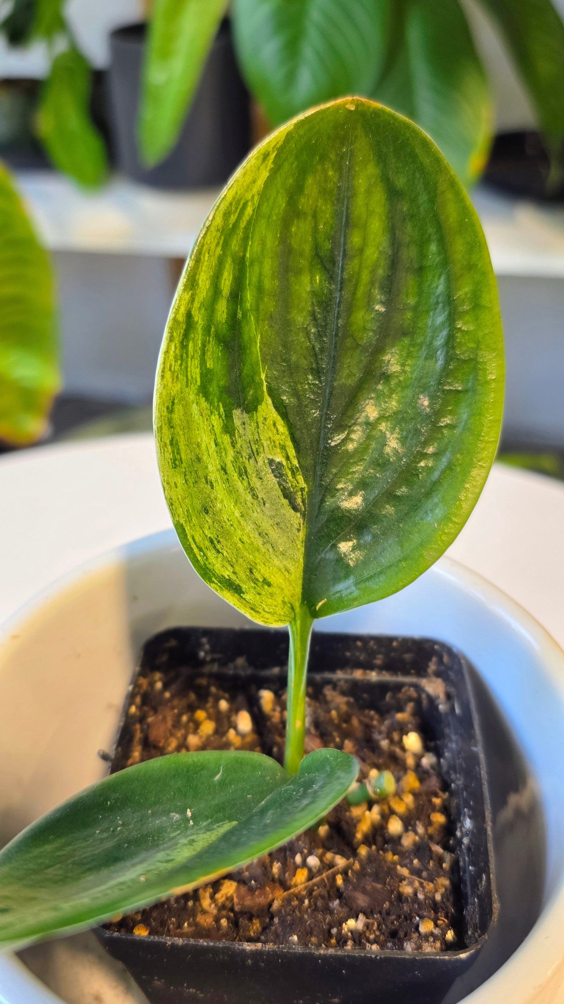 Scindapsus treubii variegated dark form