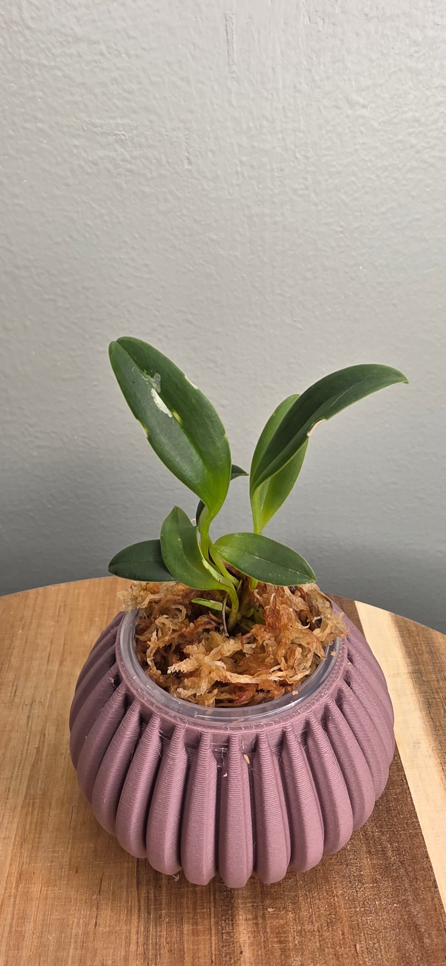 Masdevallia deformis