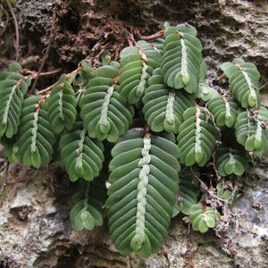 Elatostema salvinioides