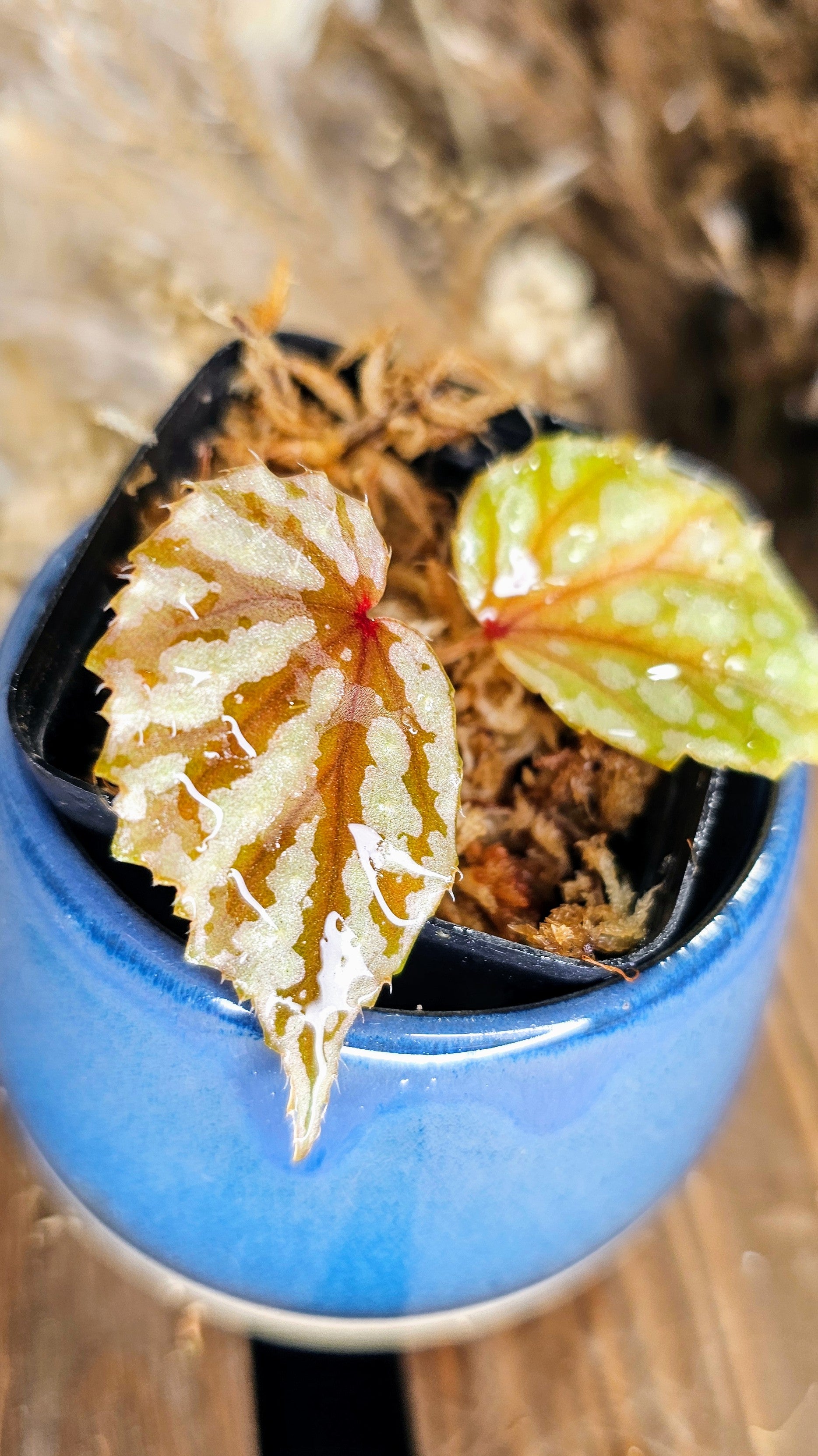 Begonia Sp. Sumatra