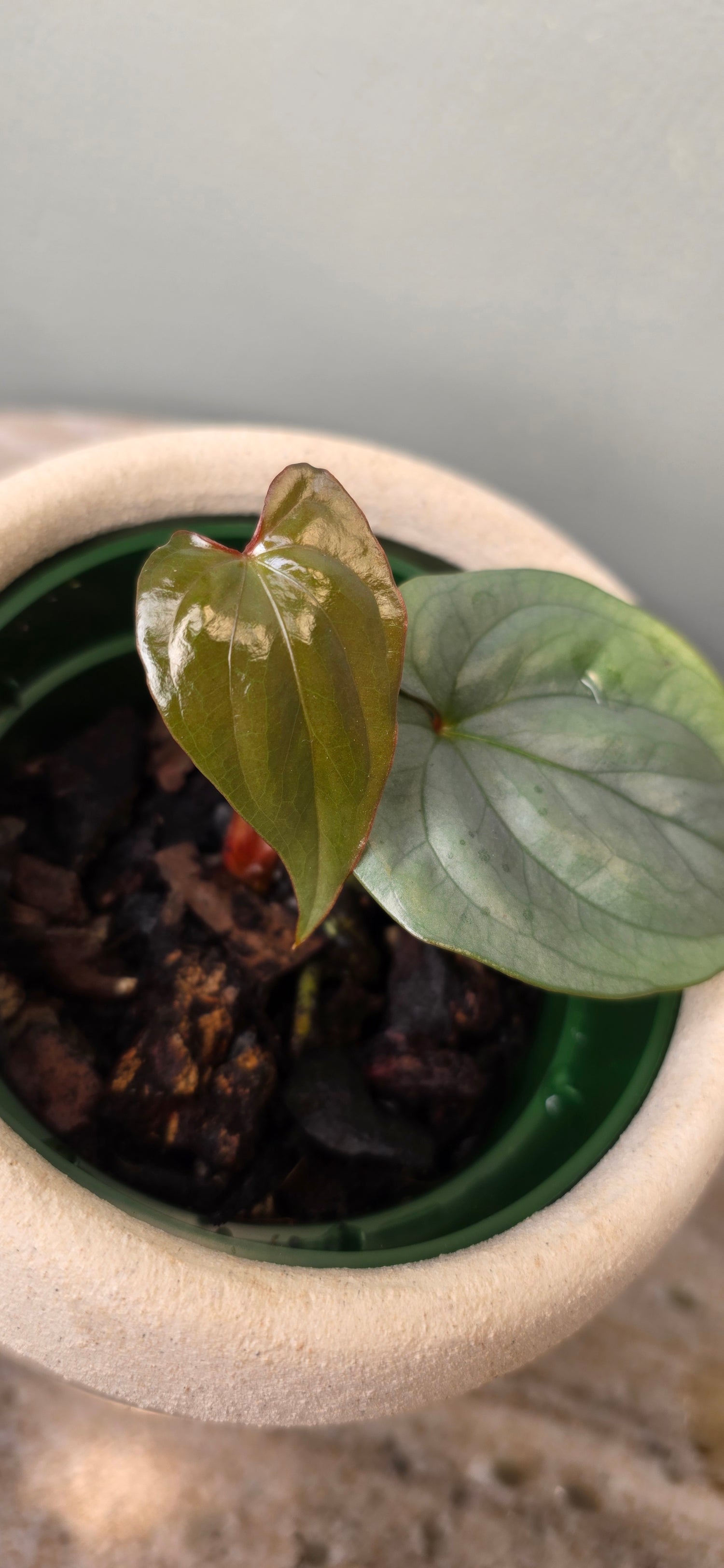 Anthurium sp Silver Peru C