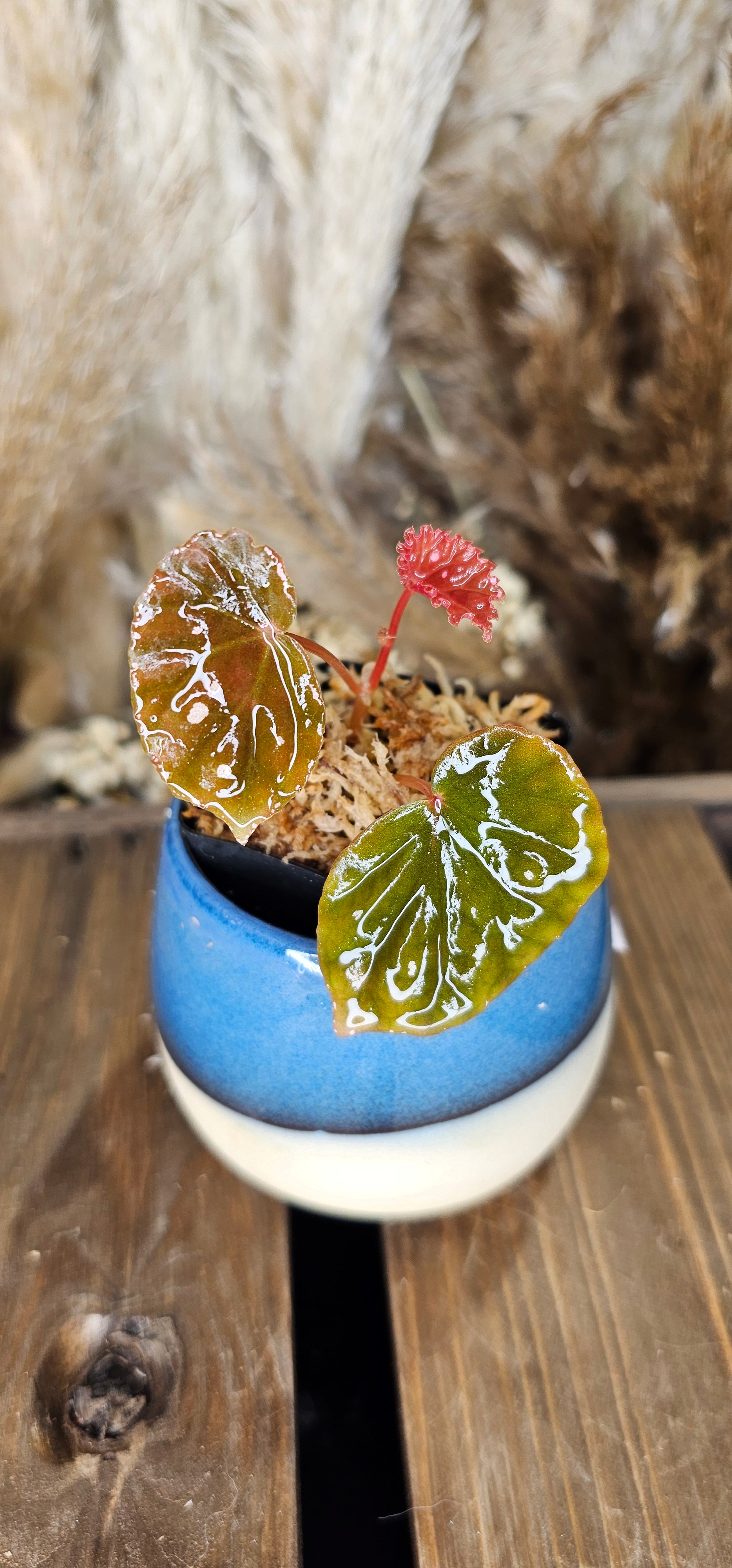 Begonia sp sarwaku