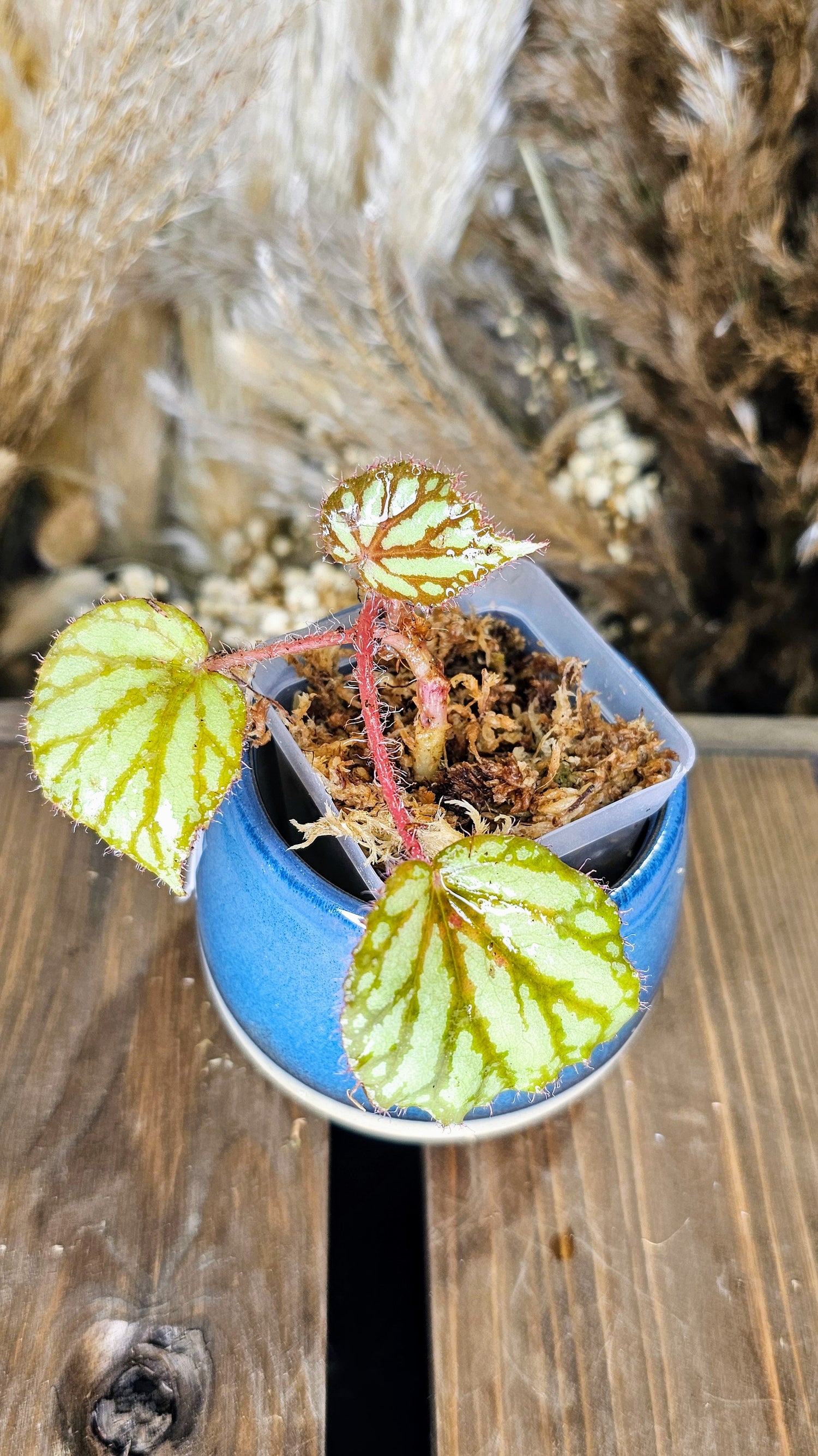 begonia luzonensis