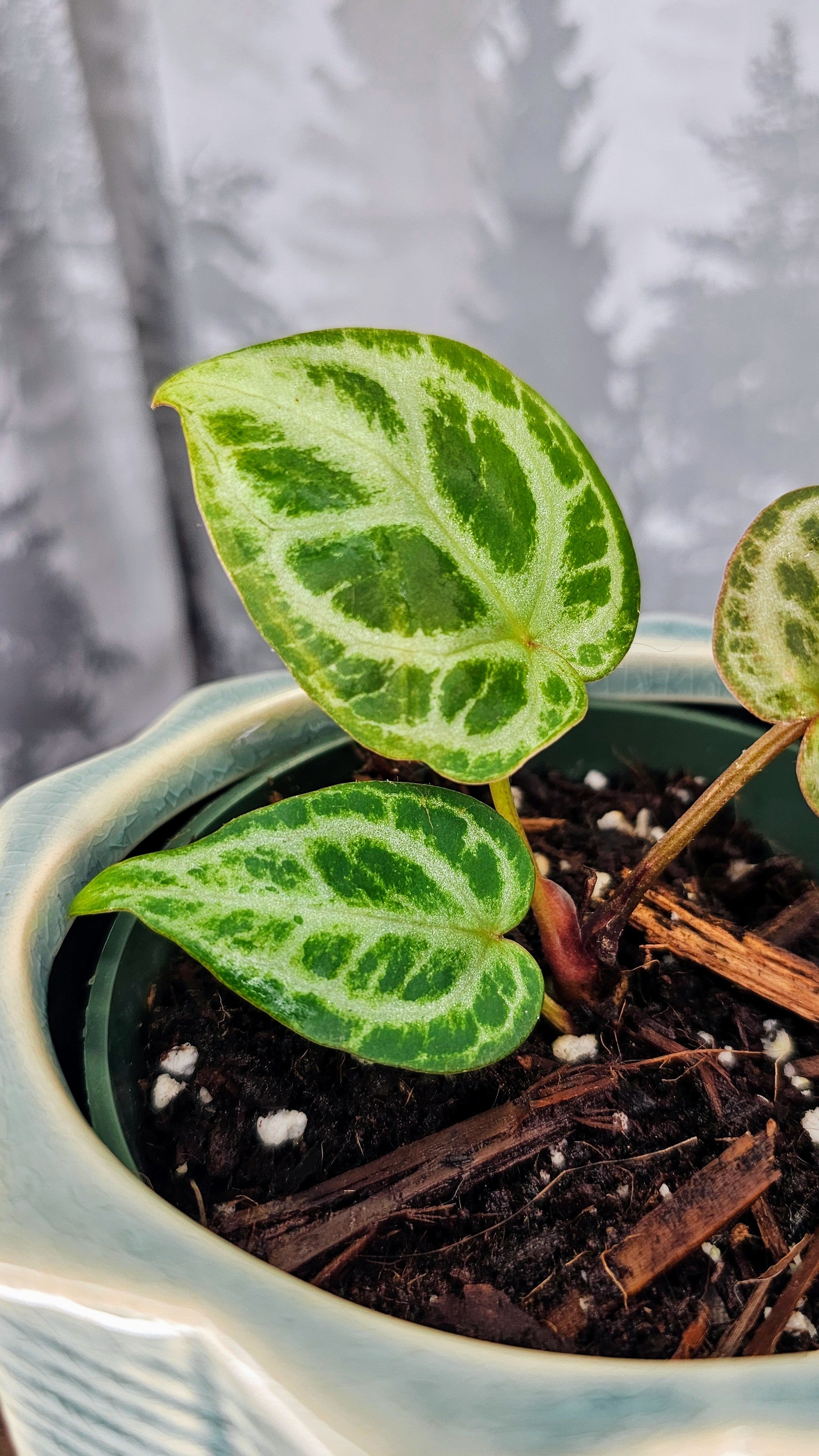 Anthurium HU King of Spades x Red Crystal (WA 07)