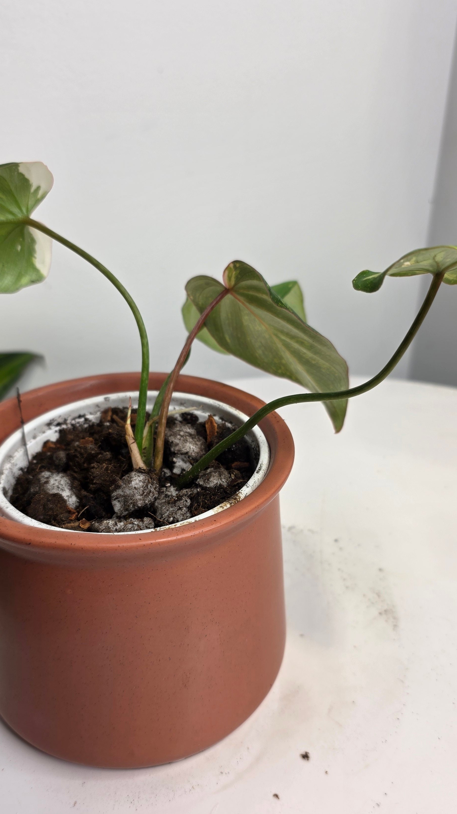 Philodendron Gloriosum Tricolor