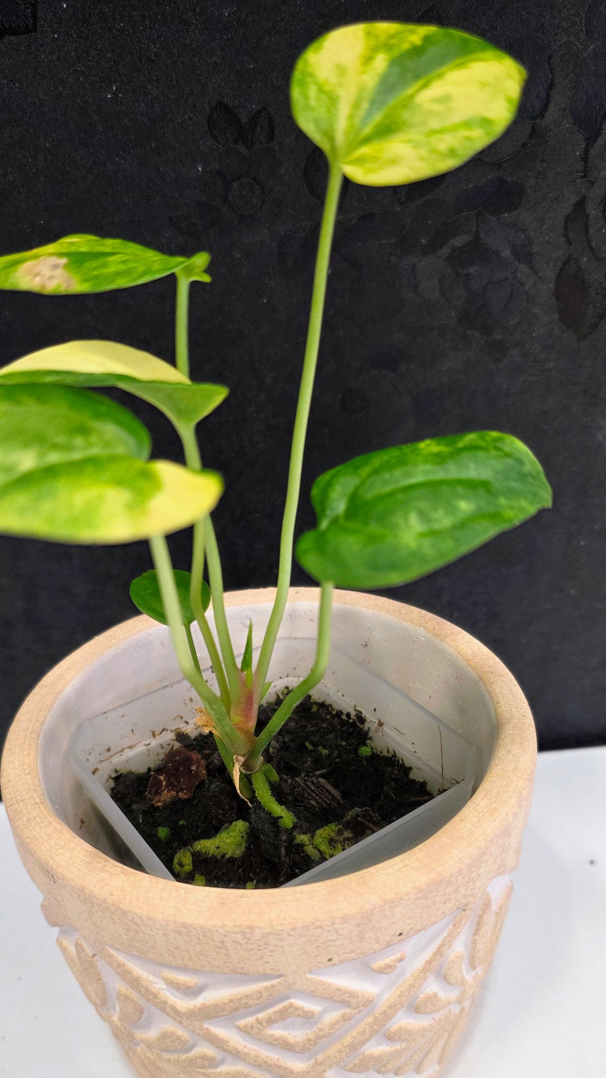 Anthurium Clarinervium Variegated C