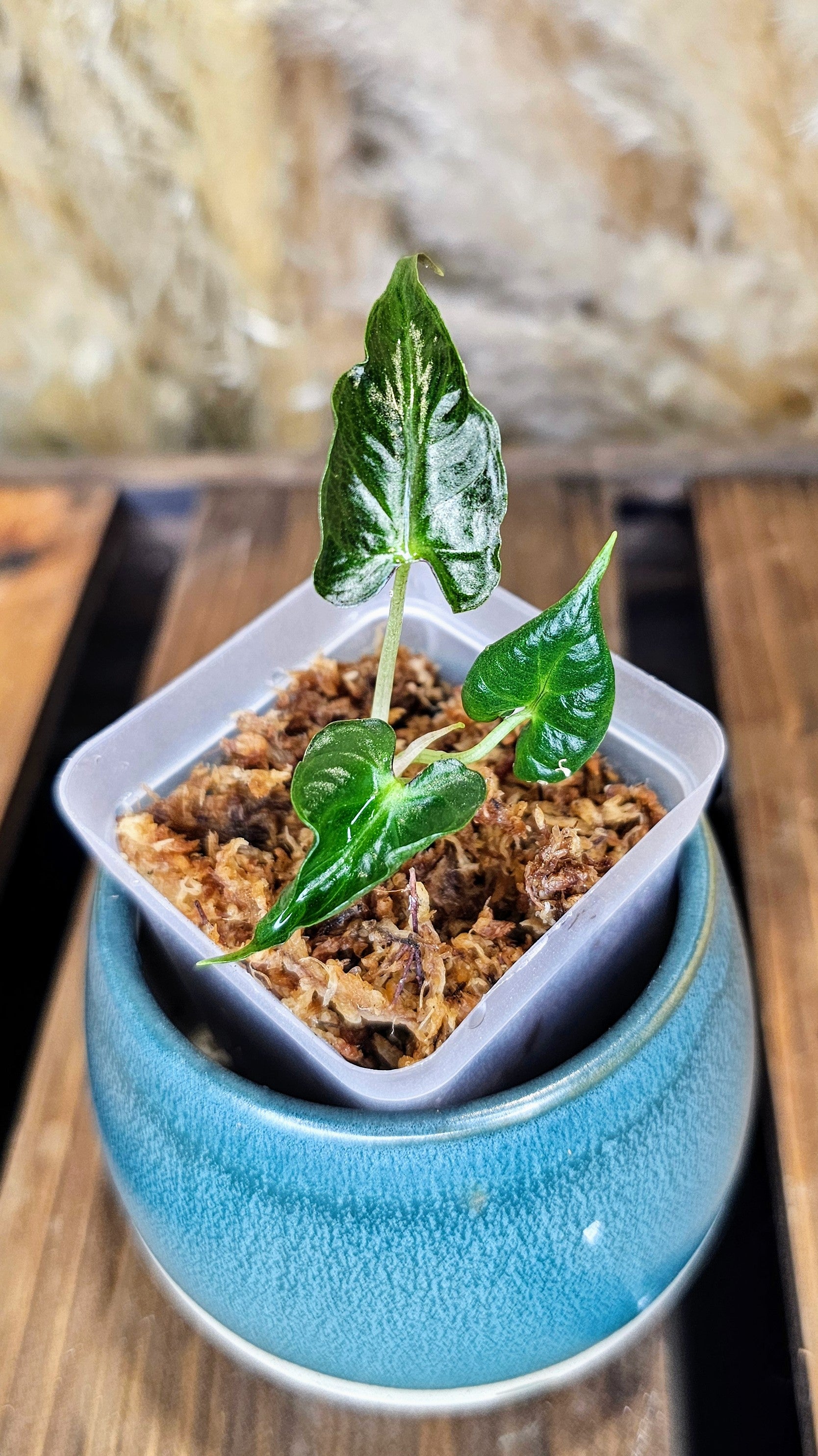 Alocasia loco